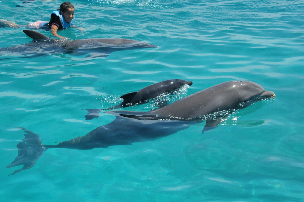 Art Villa Dominicana