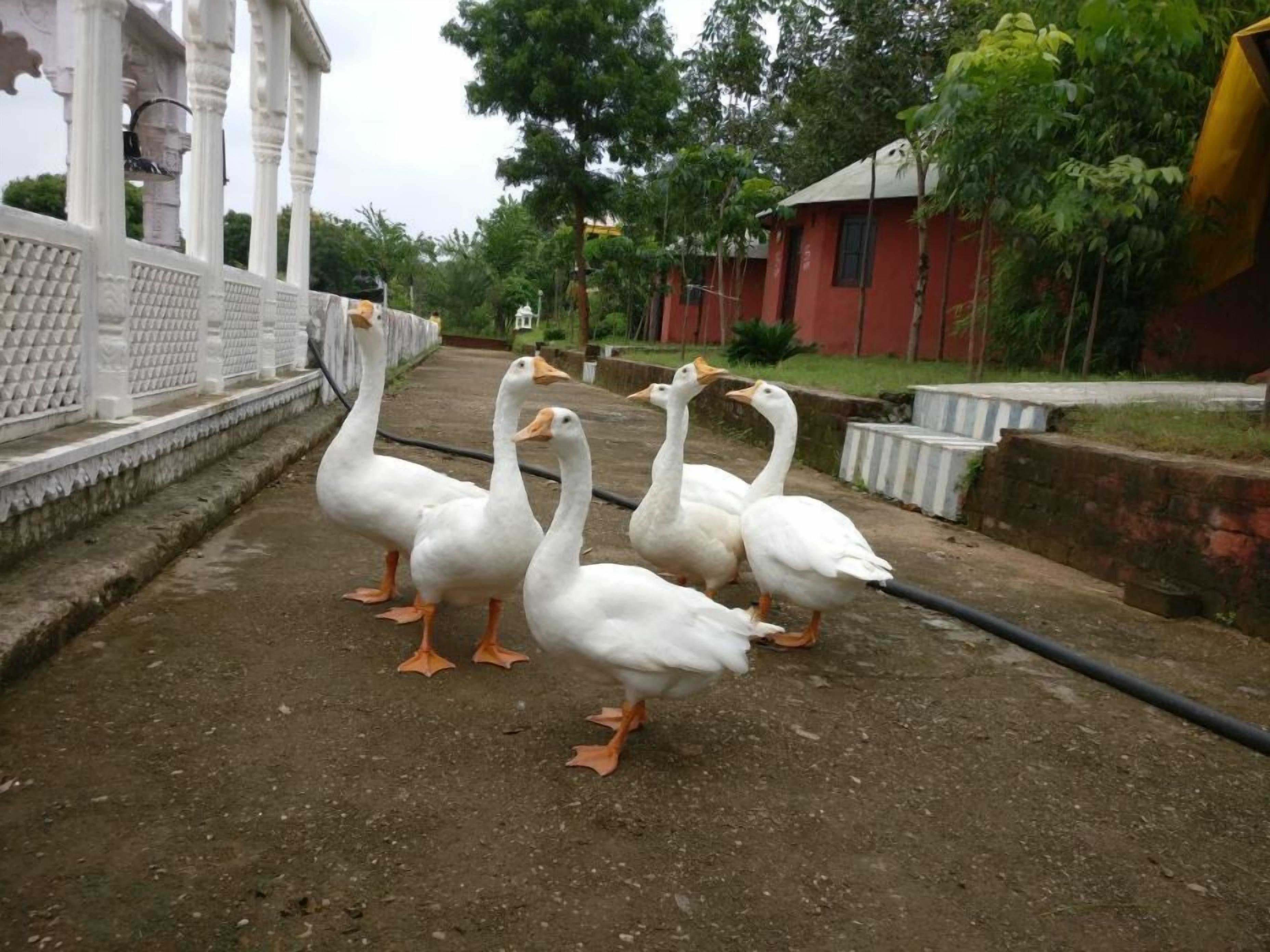 Deshawar Resort & Spa