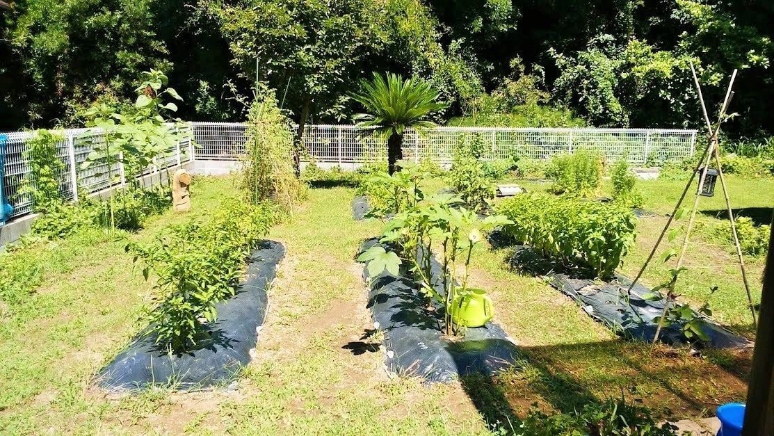 Kitchen Garden