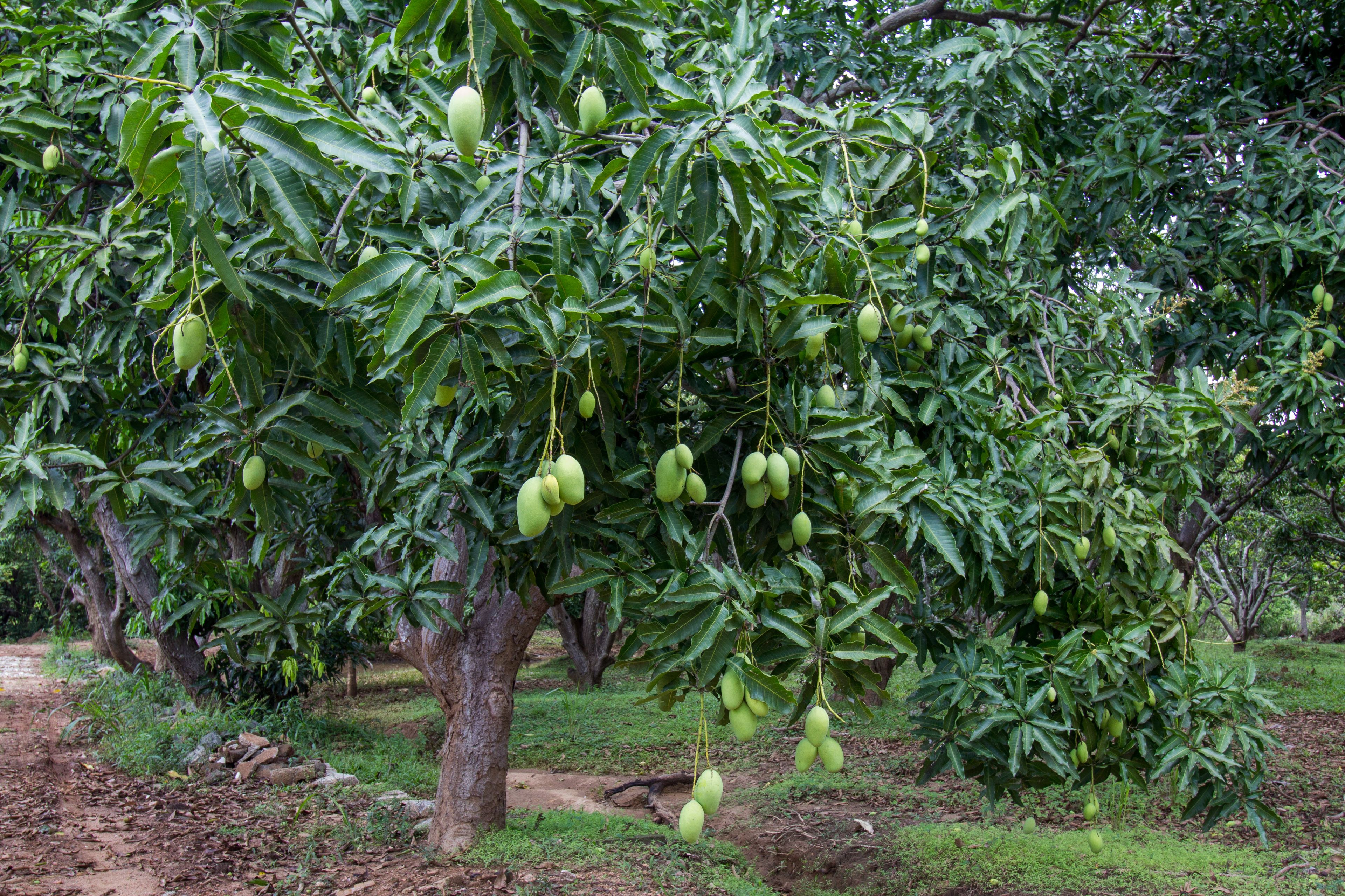 Sigiriana Resort by Thilanka