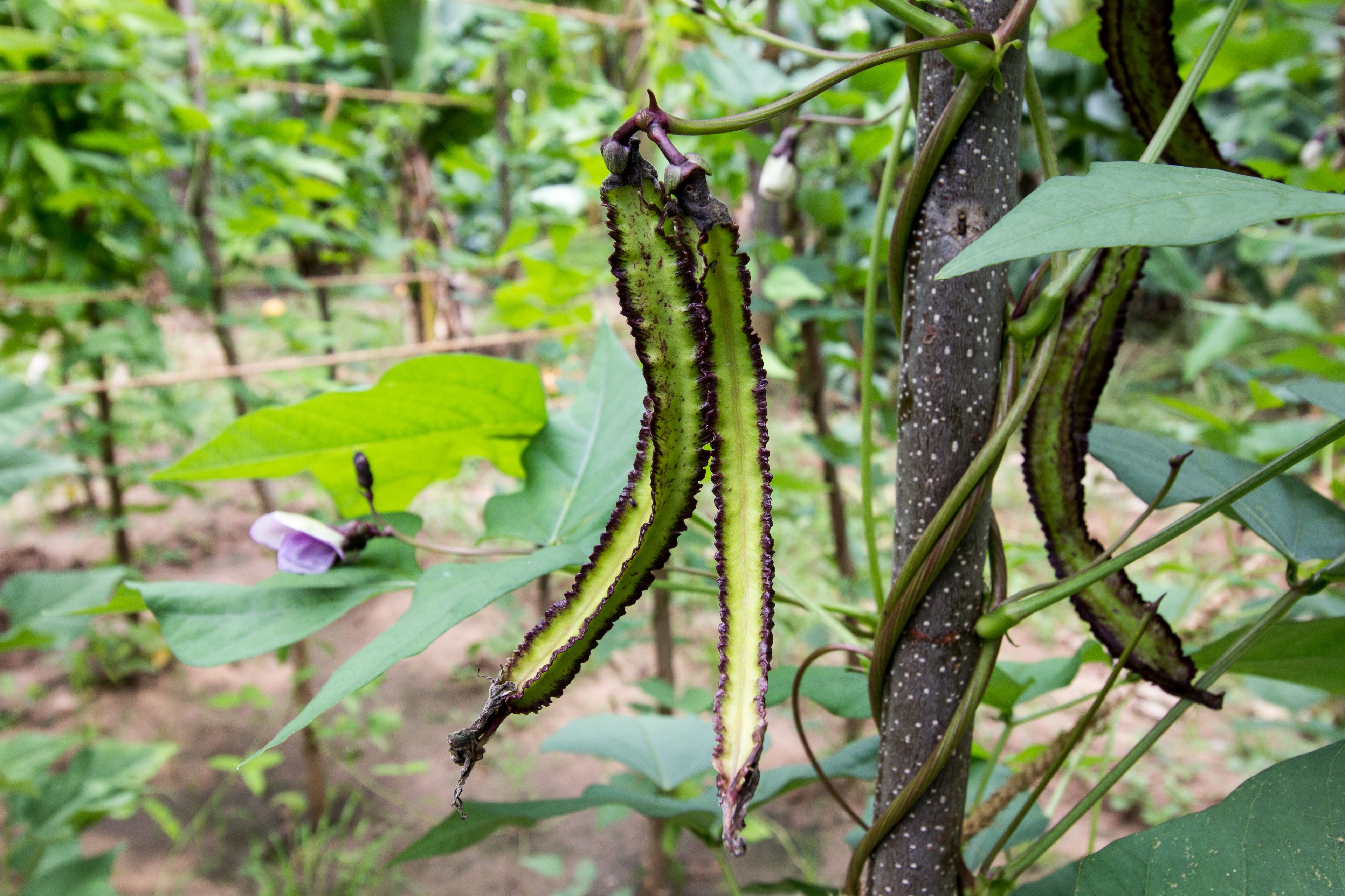 Sigiriana Resort by Thilanka