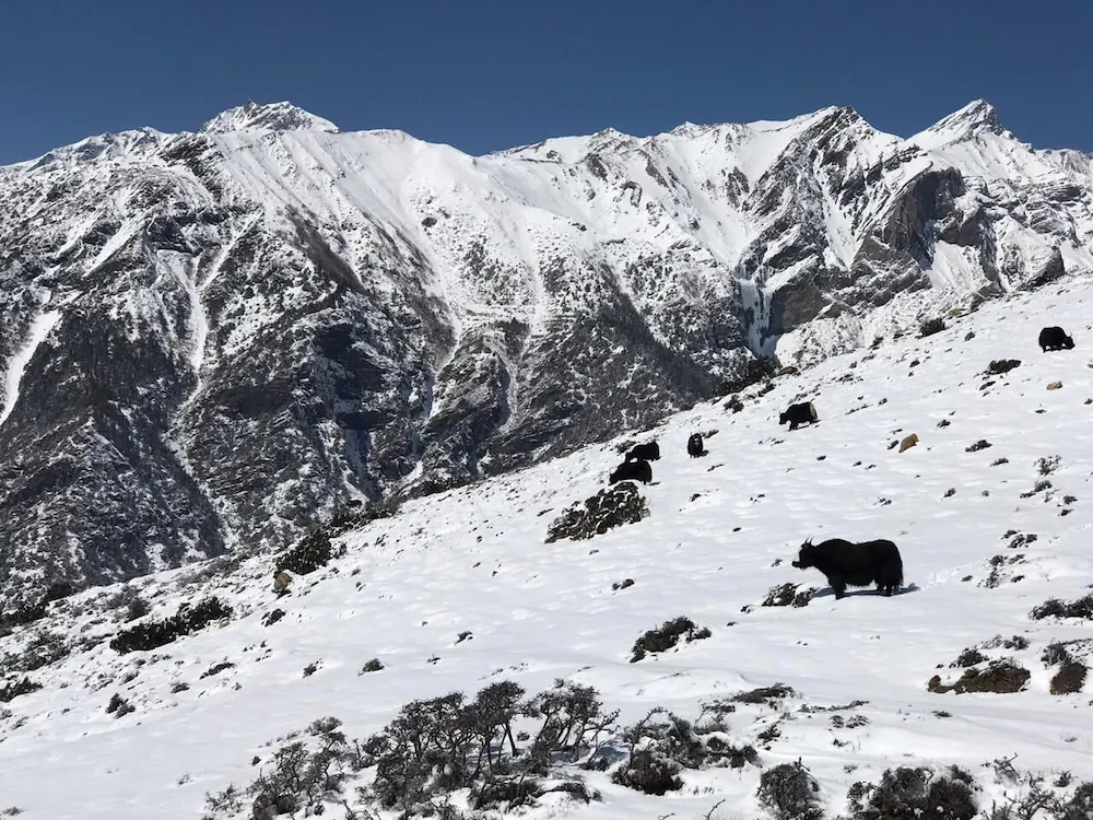 Moksha Mustang