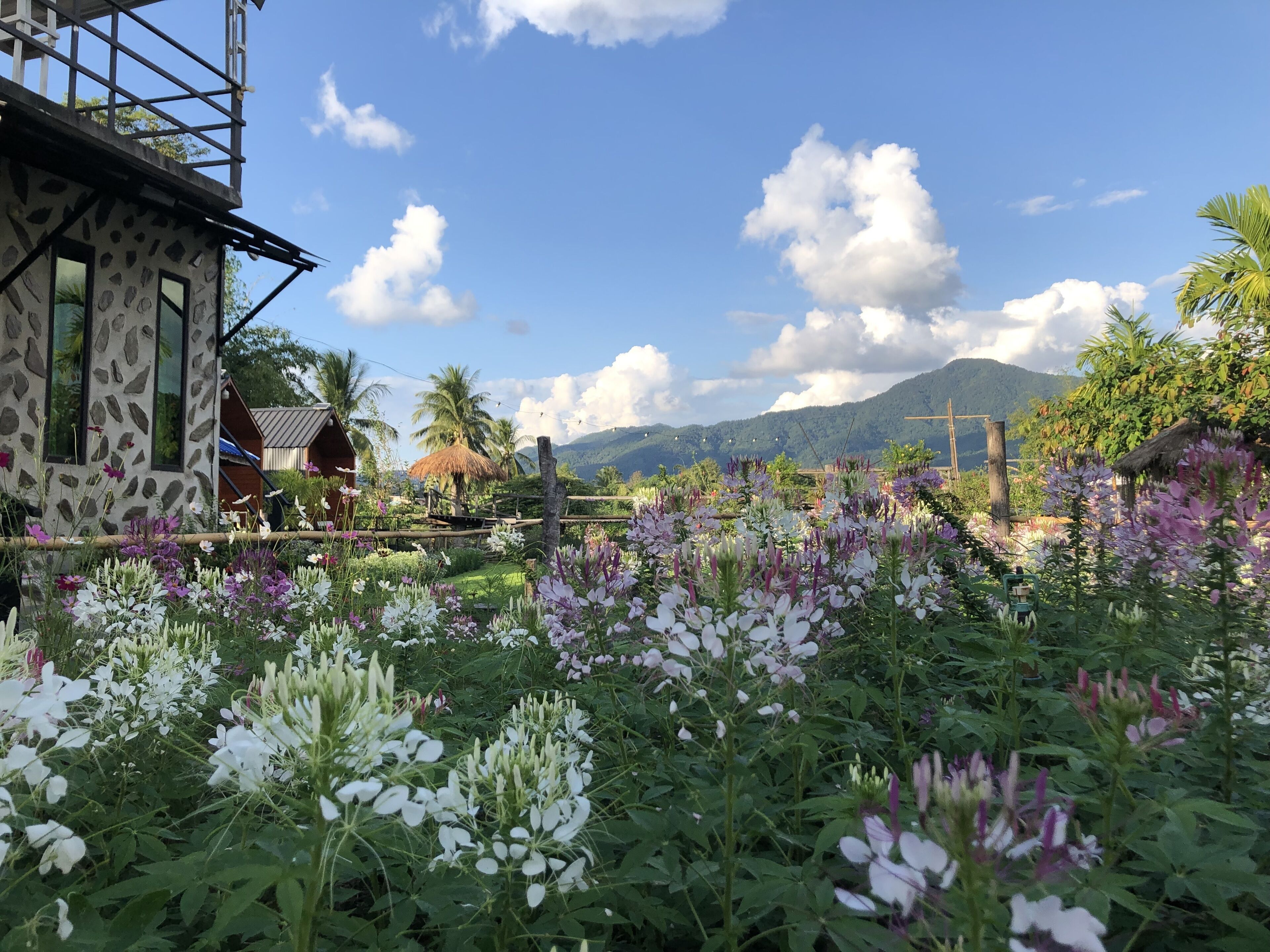 Hinpha Homestay