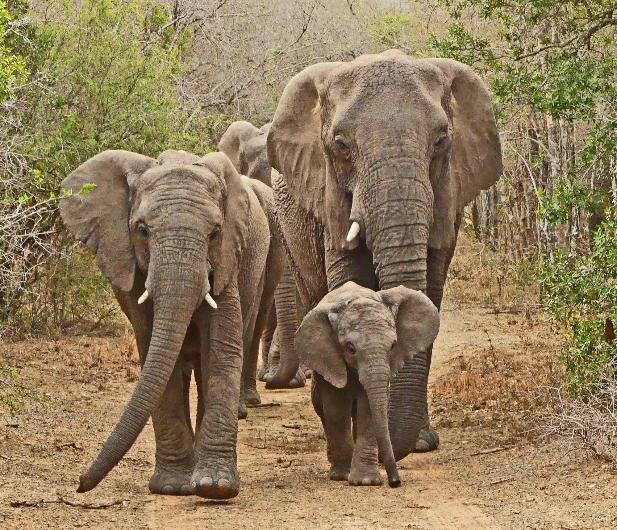 Thula Thula Exclusive Private Game Reserve & Lodge
