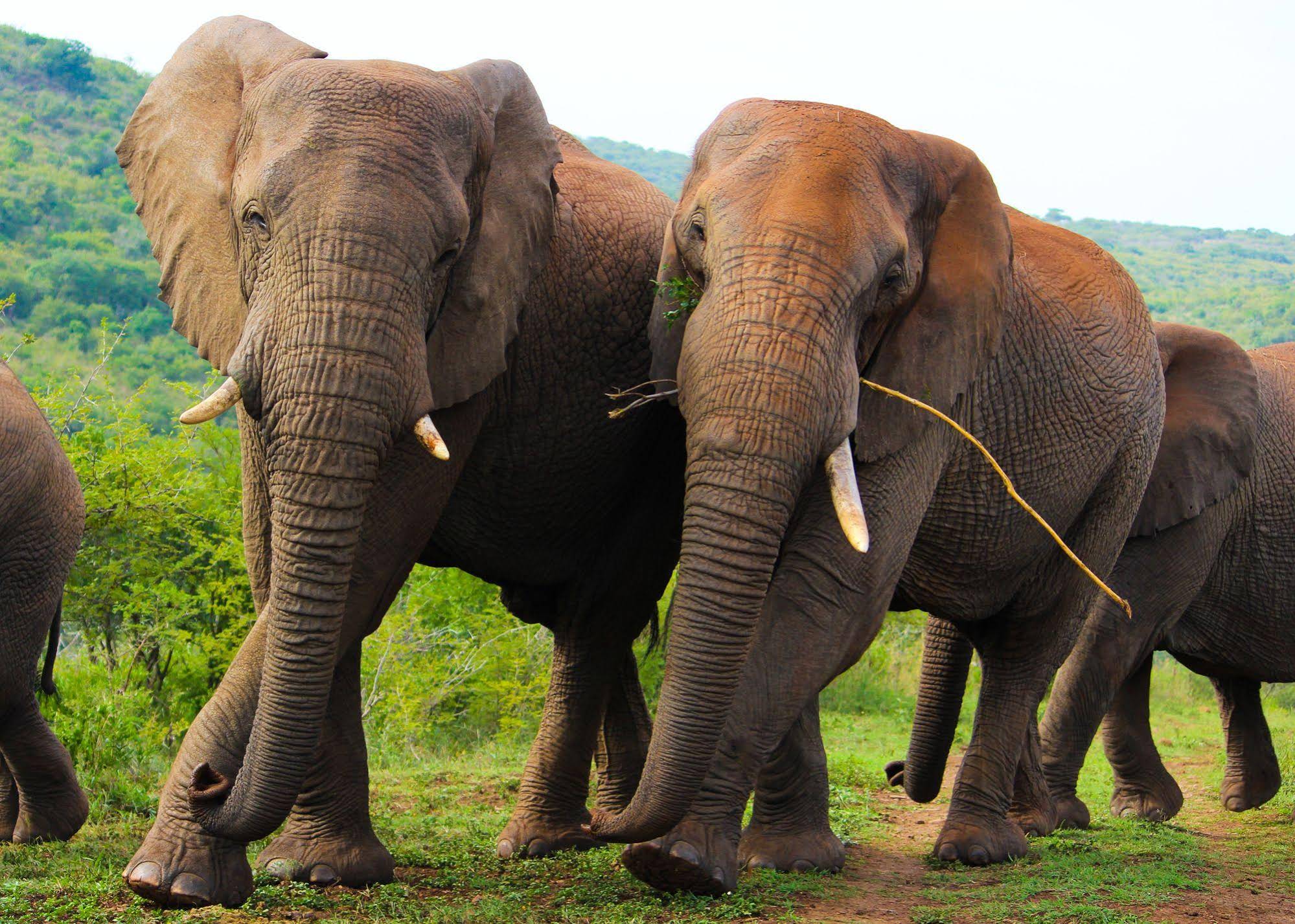 Thula Thula Exclusive Private Game Reserve & Lodge