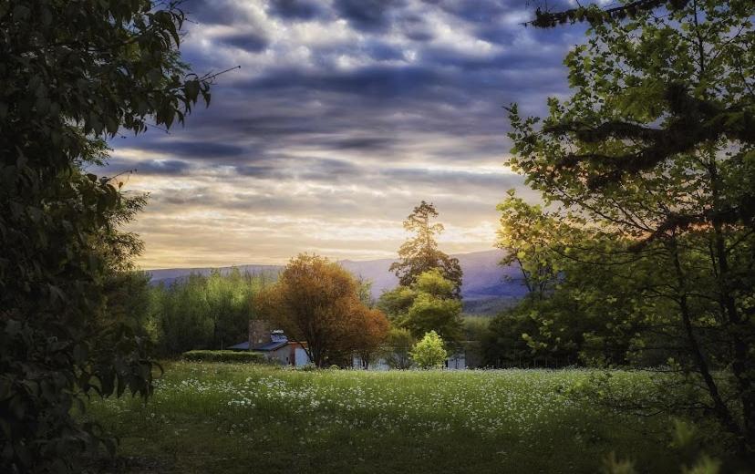 The Gringos The Gringos