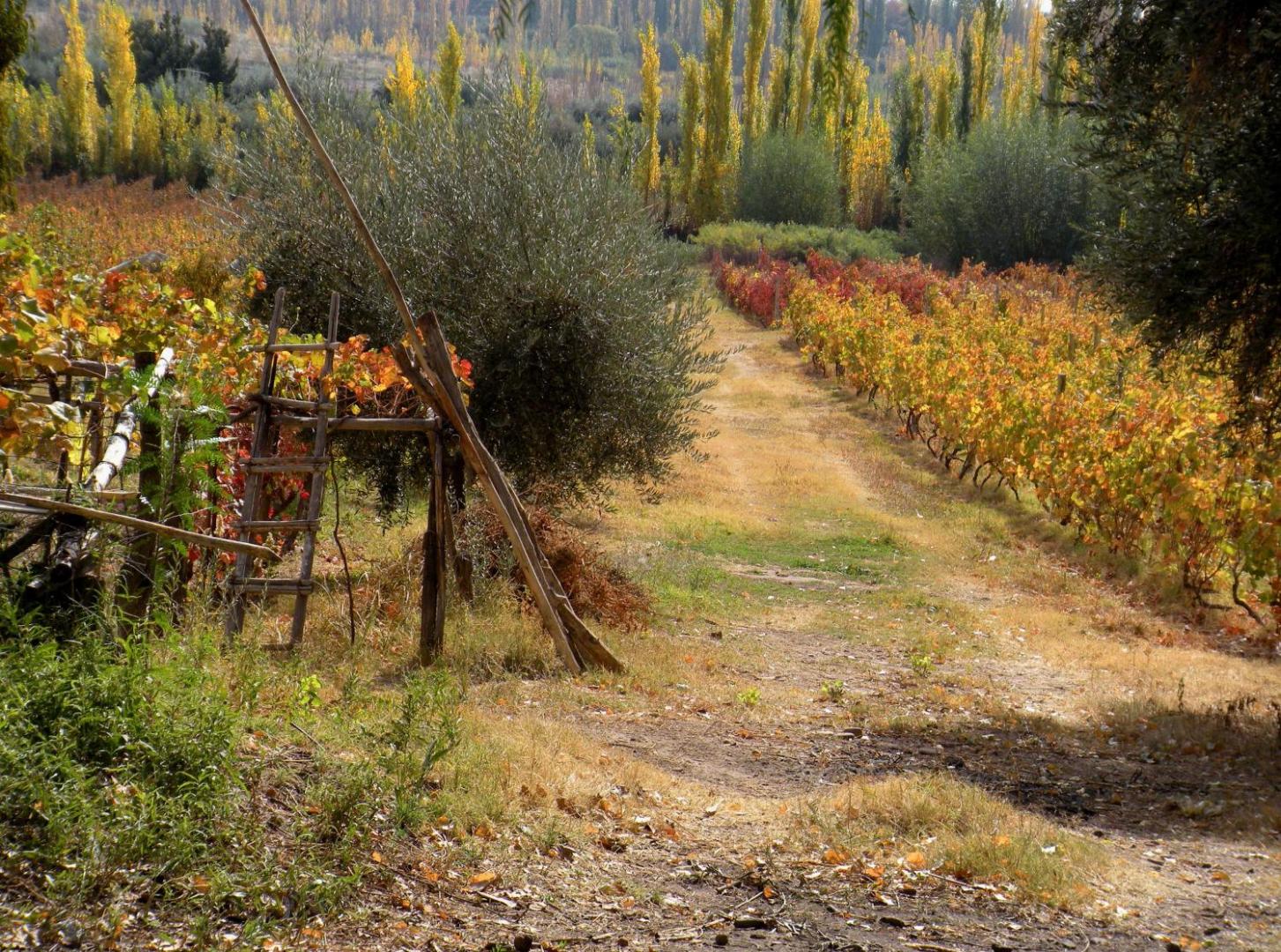 Crillon Mendoza Crillon Mendoza