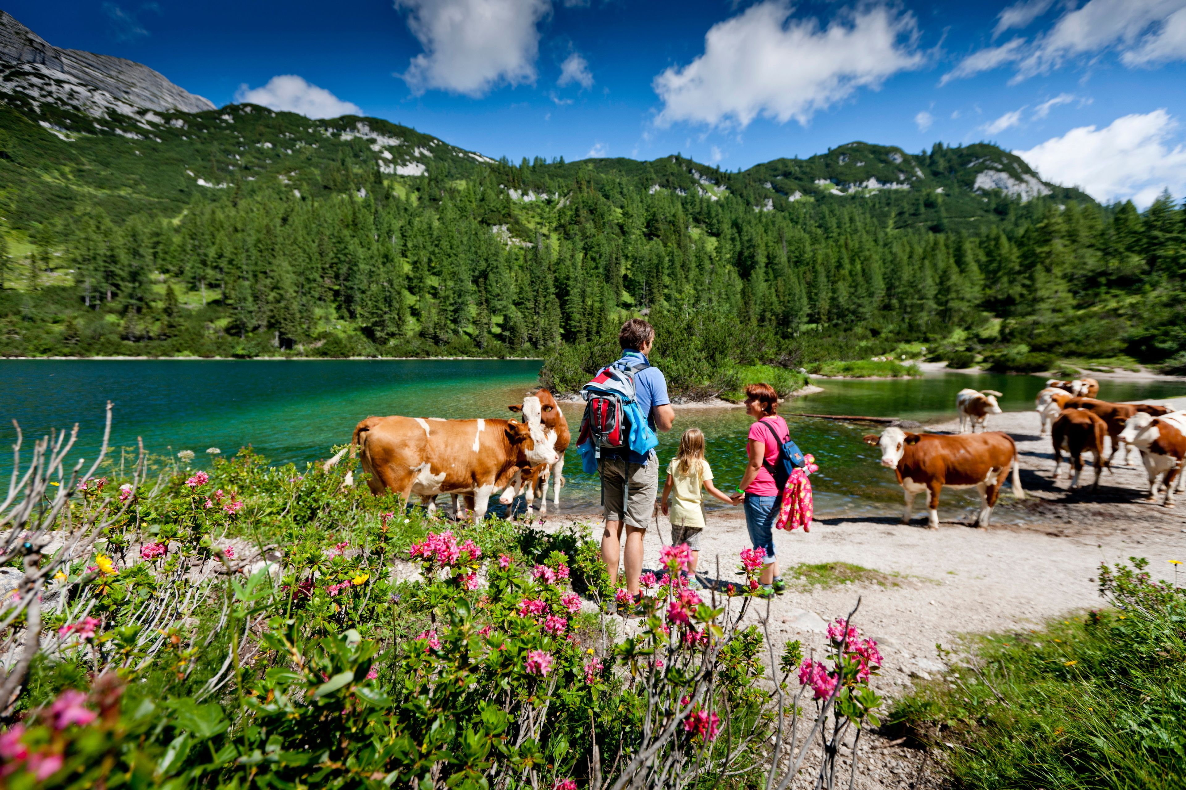 Der Seebacherhof Der Seebacherhof