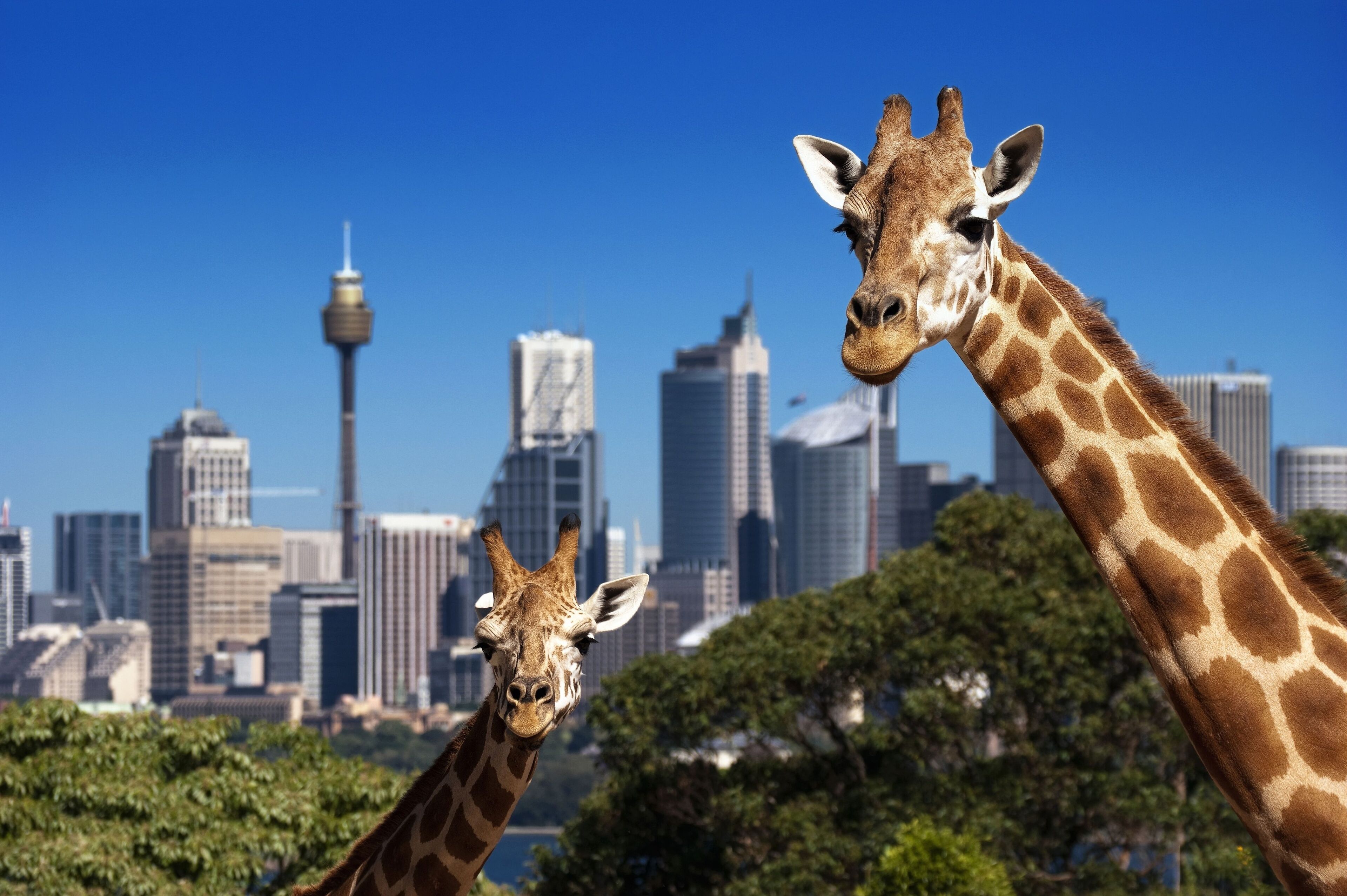 Metro Hotel Marlow Sydney Central Metro Hotel Marlow Sydney Central