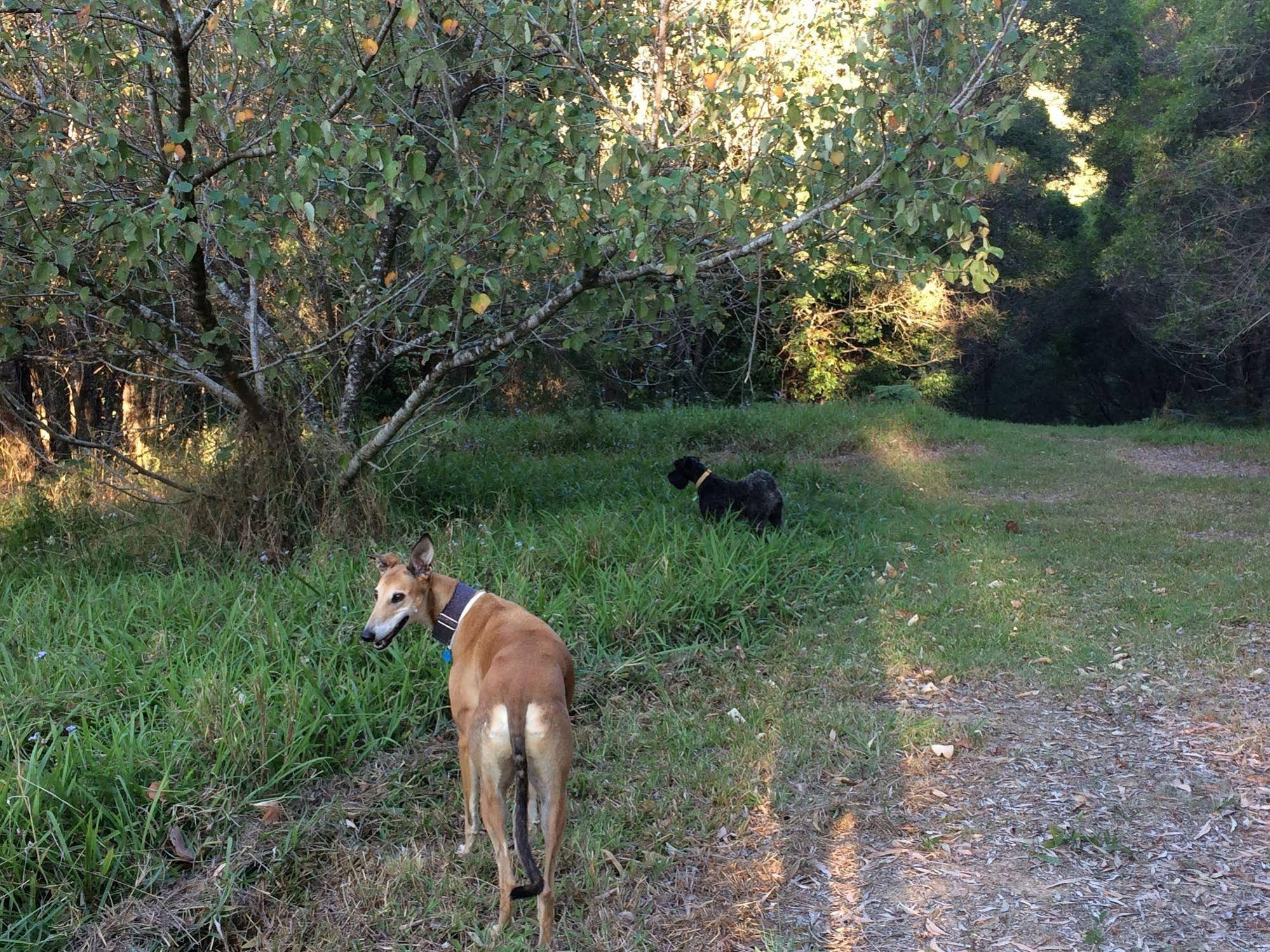 Cooroy Country Cottages Cooroy Country Cottages