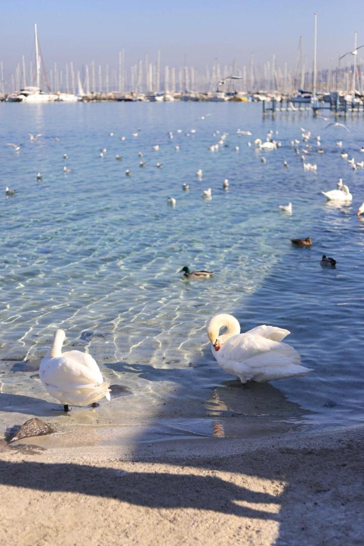 Mercure Geneva Airport Mercure Geneva Airport