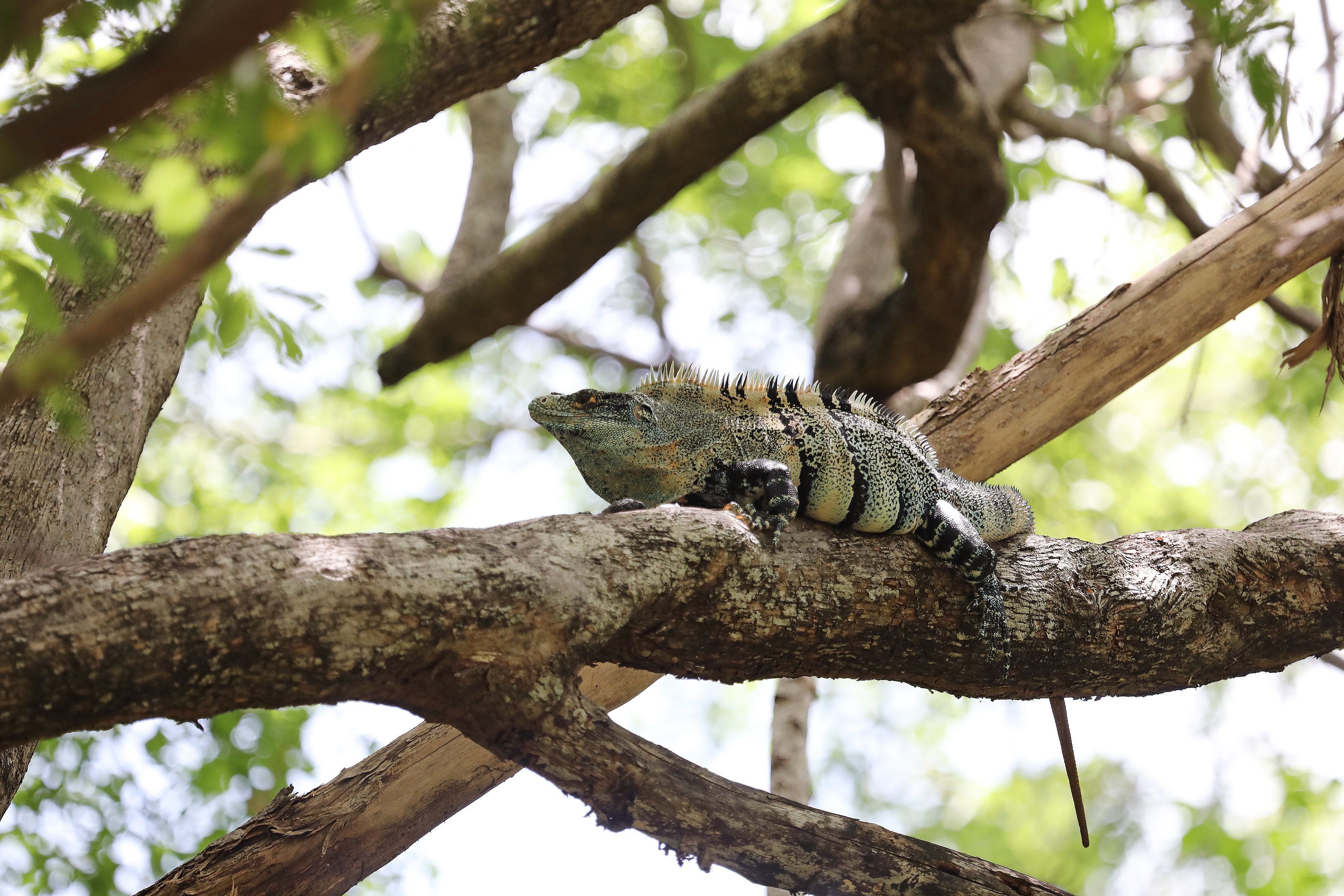 W Costa Rica Reserva Conchal W Costa Rica Reserva Conchal