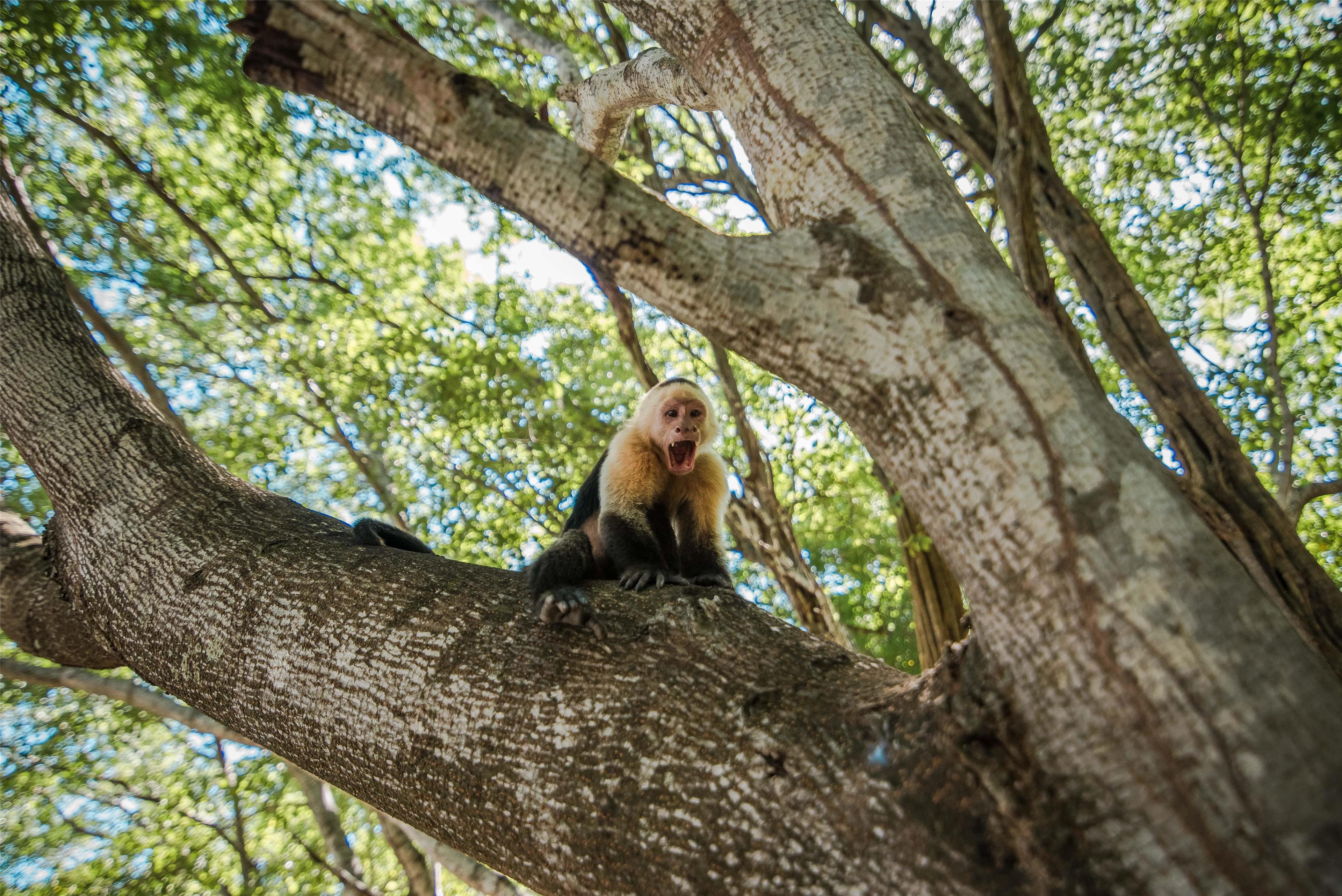 Occidental Papagayo Occidental Papagayo