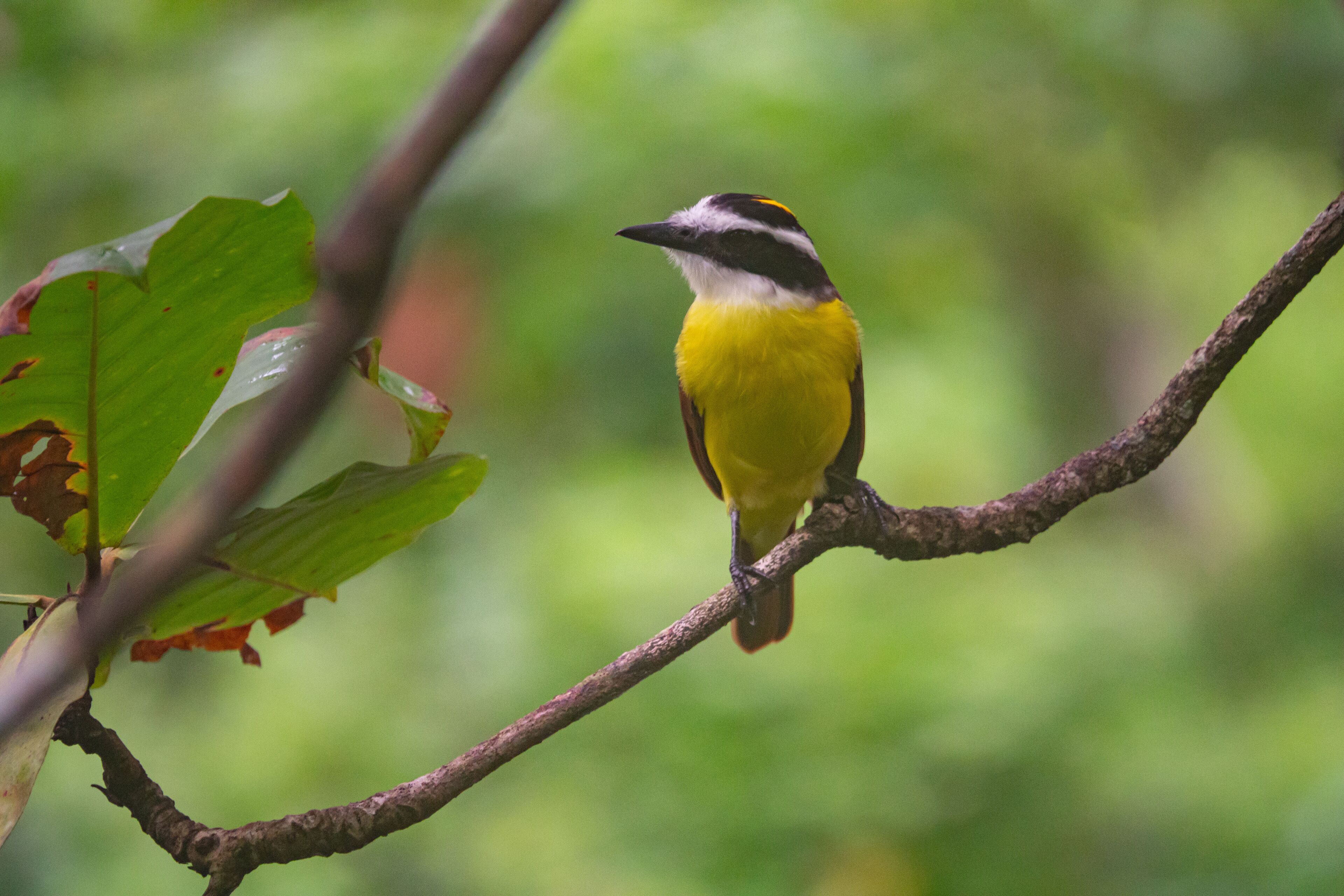 Santa Lucia Jungle Hacienda, Autograph Collection Santa Lucia Jungle Hacienda, Autograph Collection