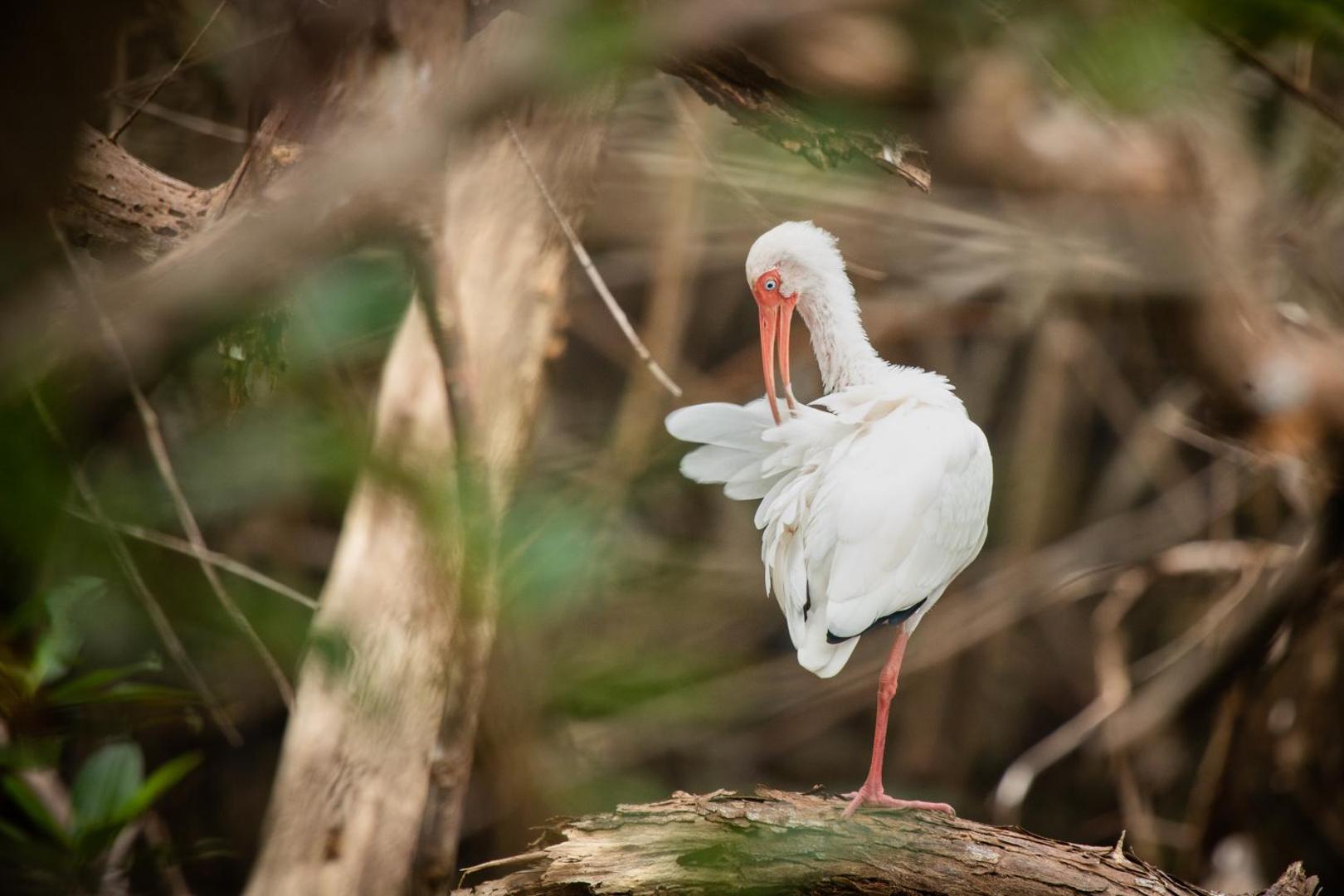 El Faro Beach Hotel El Faro Beach Hotel