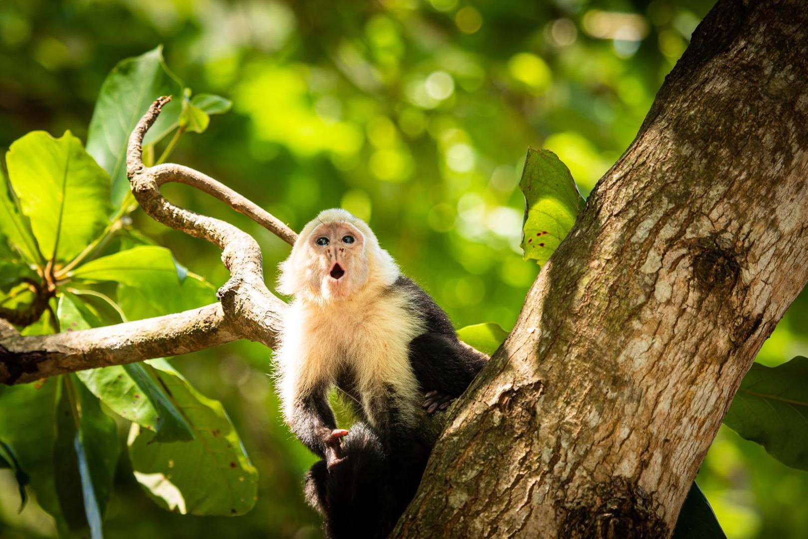 El Faro Beach Hotel El Faro Beach Hotel