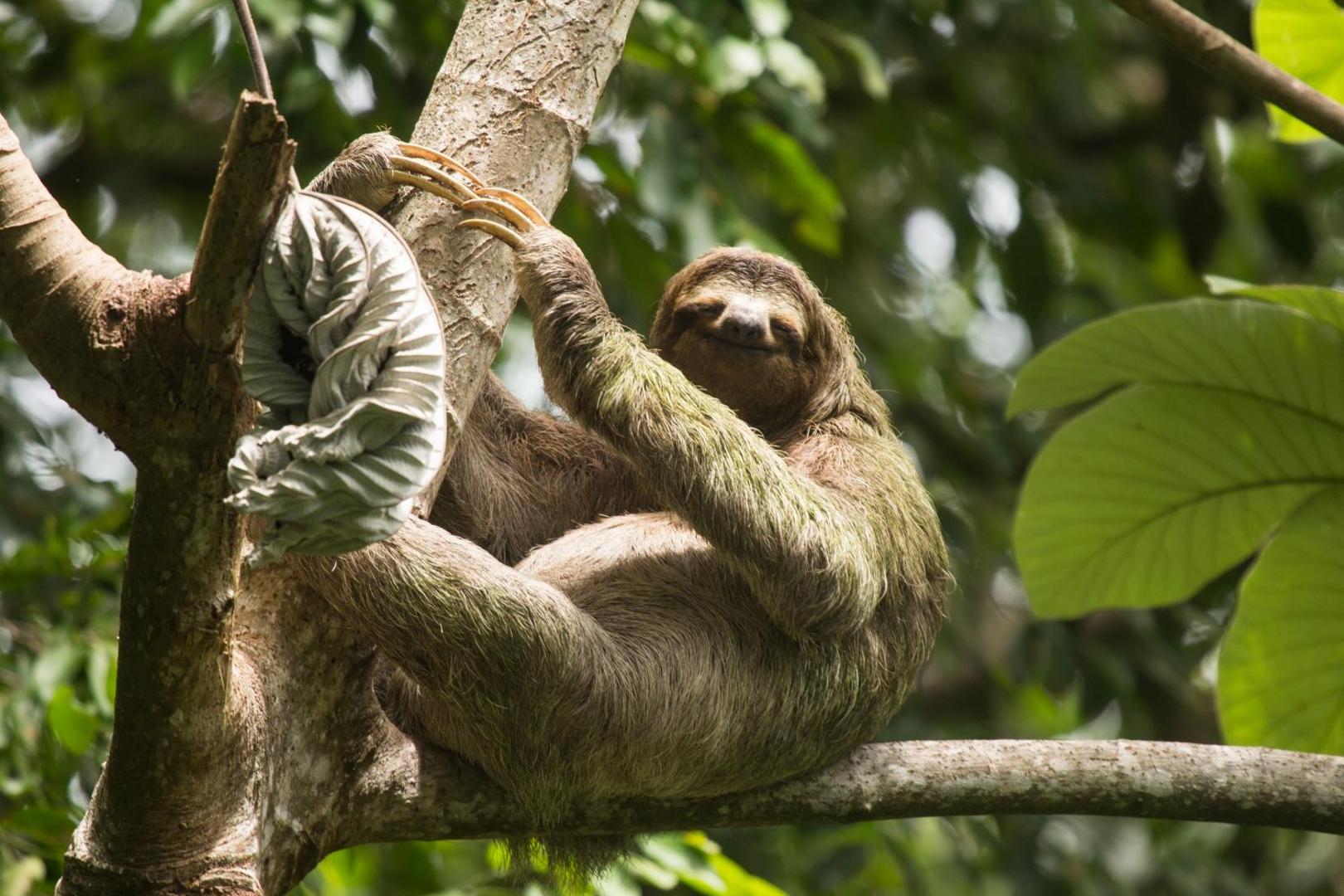 El Faro Beach Hotel El Faro Beach Hotel