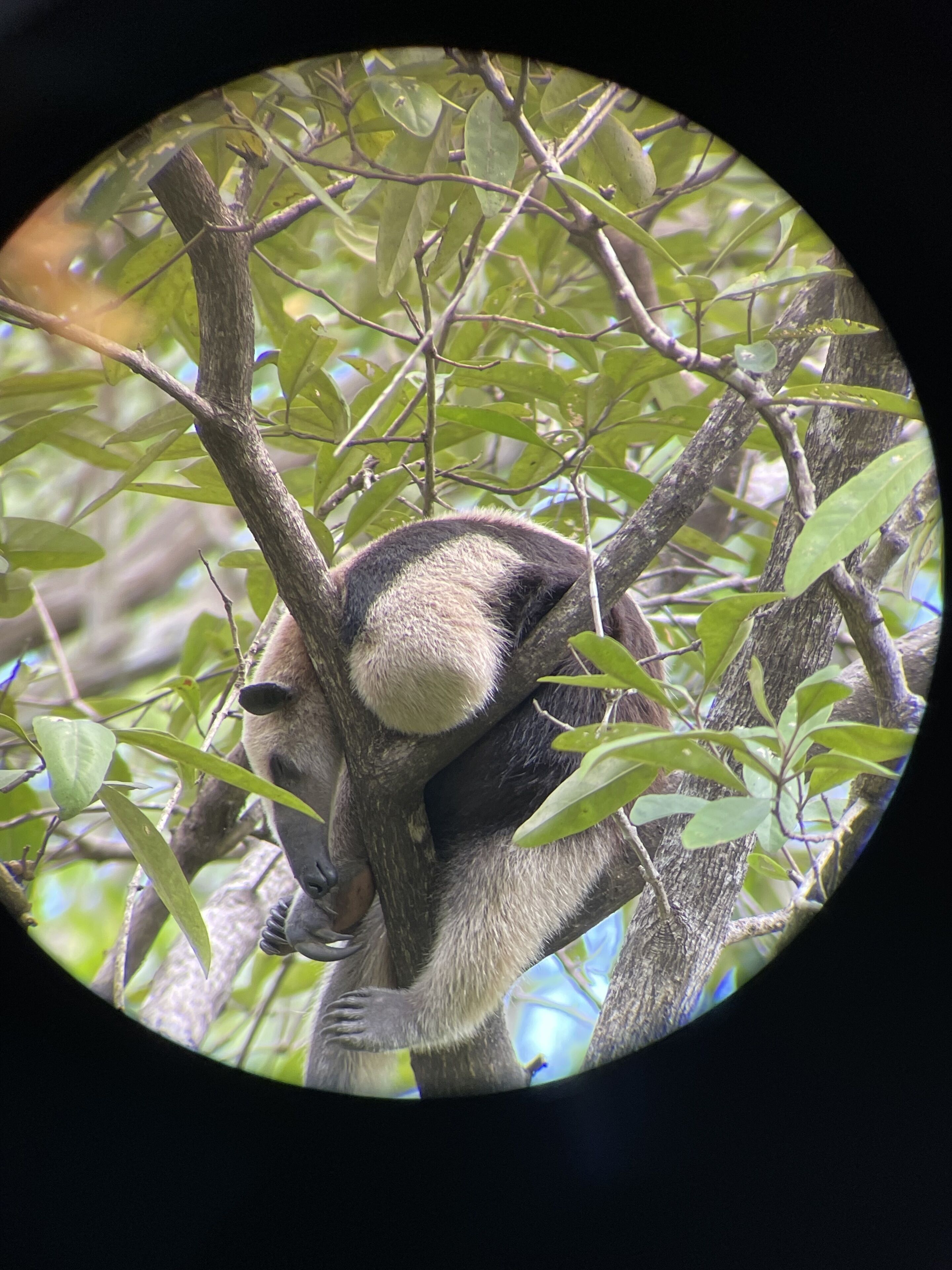 Shana by The Beach Manuel Antonio Shana by The Beach Manuel Antonio