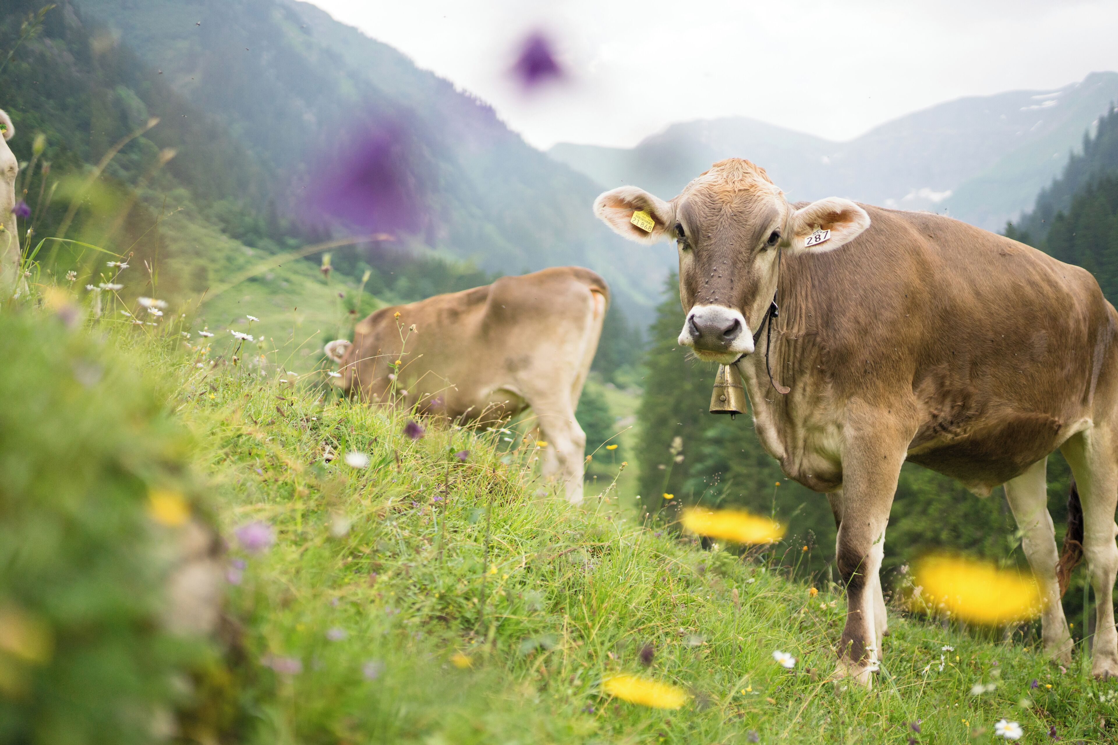 Best Western Plus Hotel Alpenhof