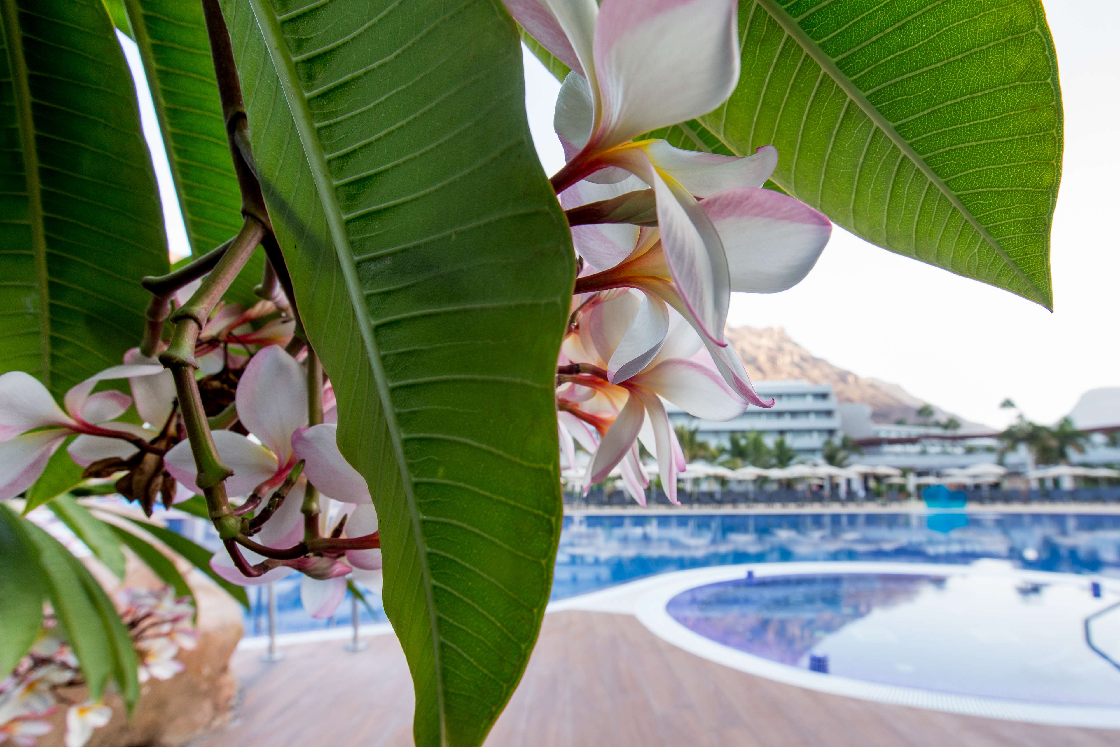 Radisson Blu Resort & Spa, Gran Canaria Mogan Radisson Blu Resort & Spa, Gran Canaria Mogan
