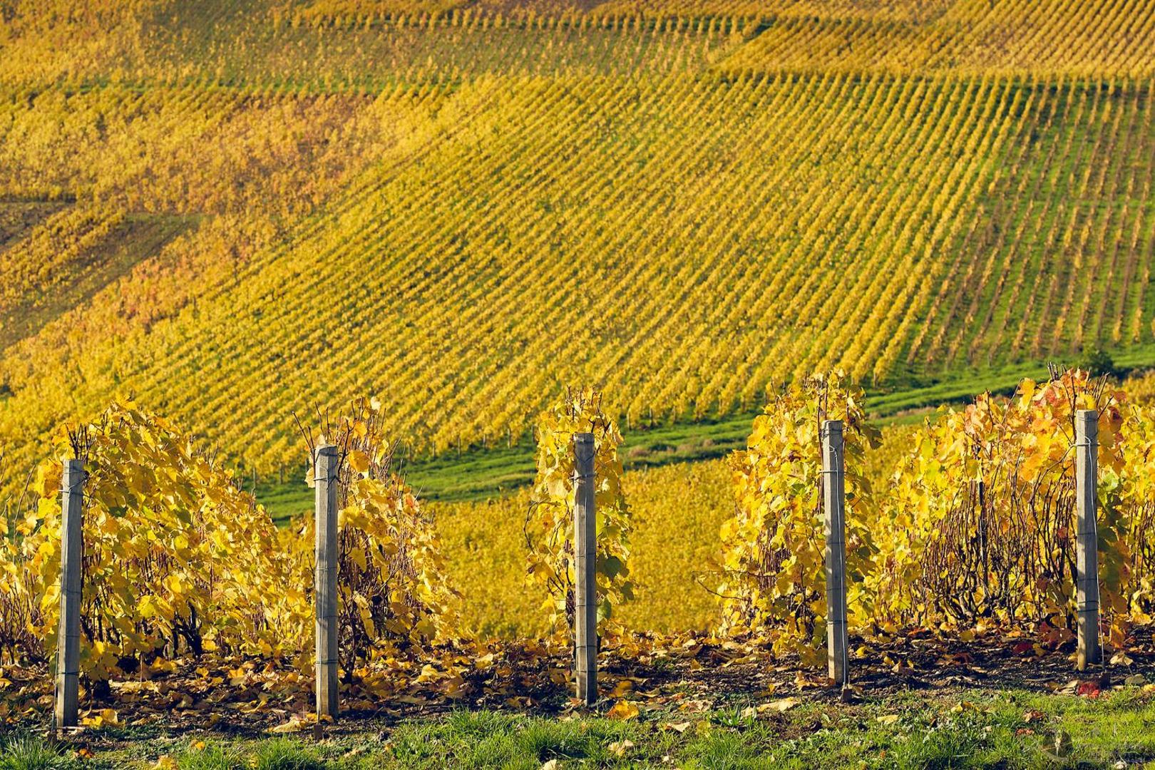 Best Western Le Relais du Vigneron Best Western Le Relais du Vigneron