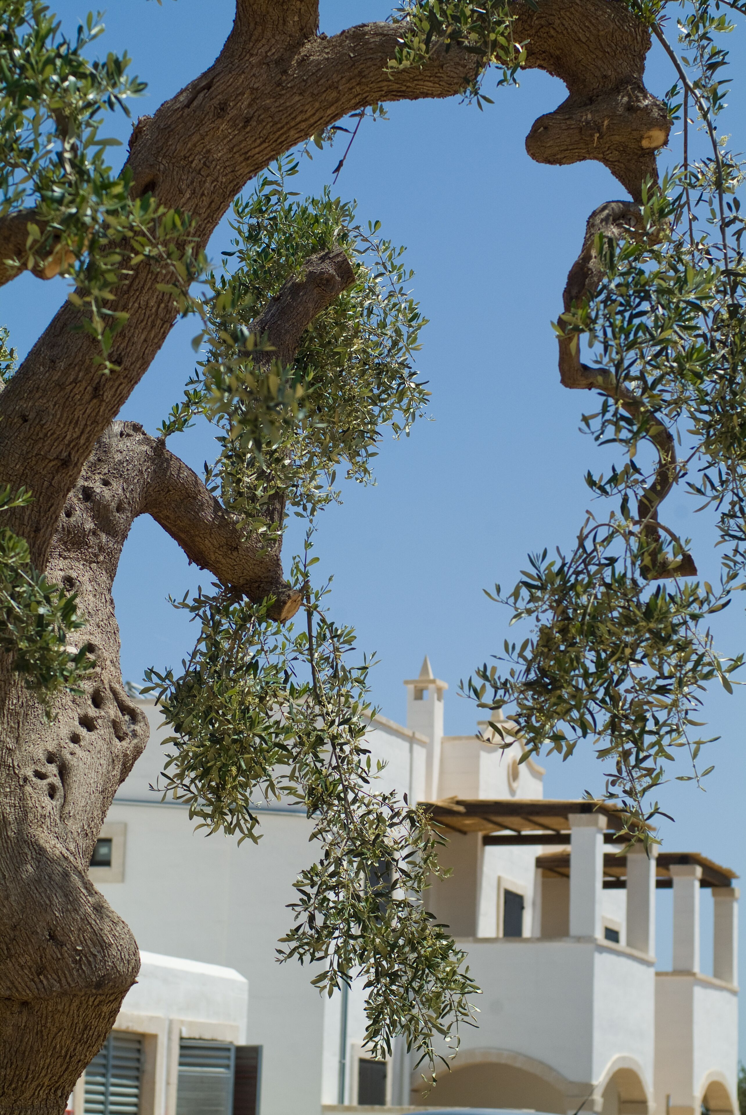 Borgobianco Resort & Spa Polignano - MGallery by Sofitel Borgobianco Resort & Spa Polignano - MGallery by Sofitel
