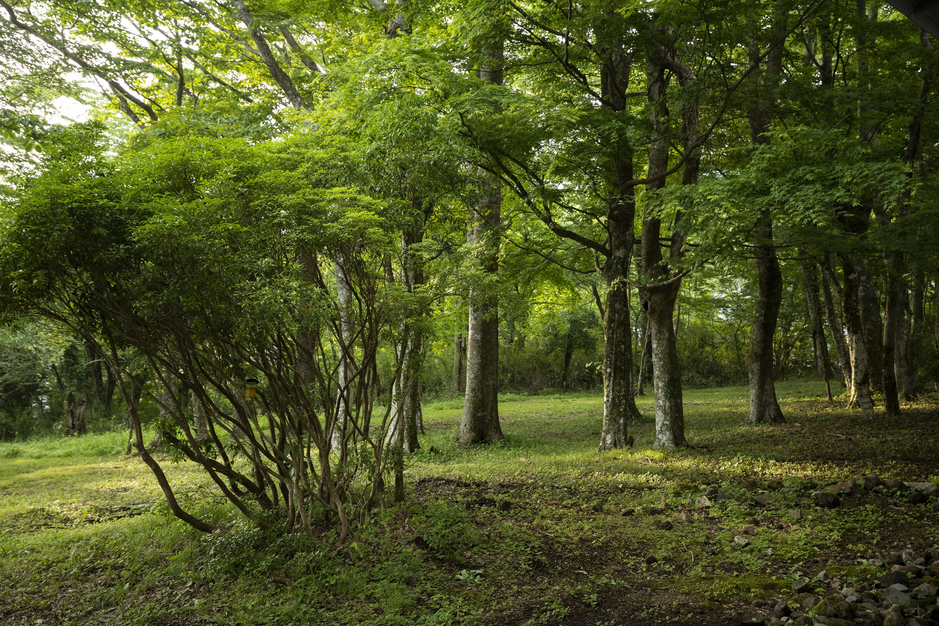 Hakone Retreat Före Hakone Retreat Före