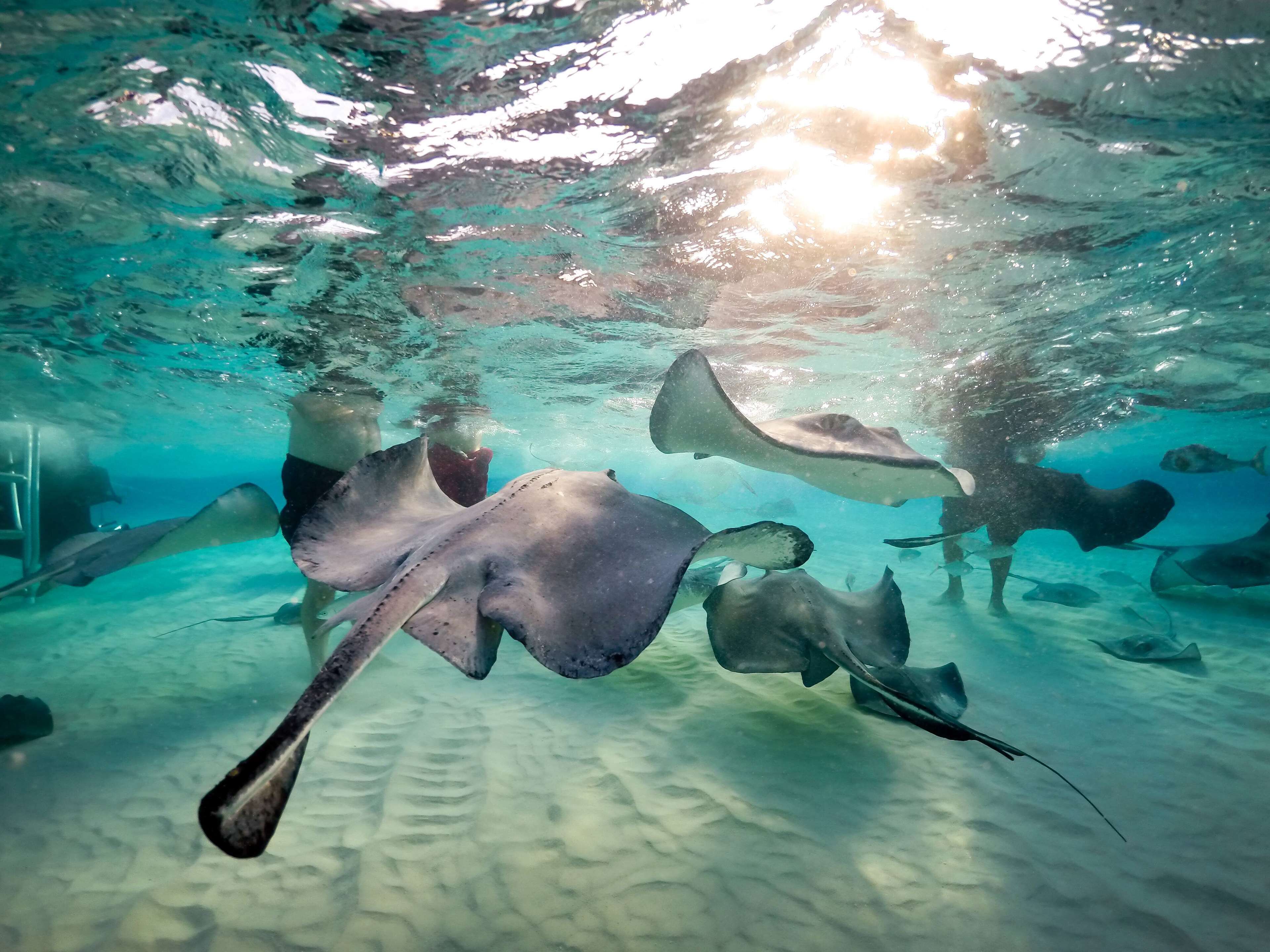 Wyndham Reef Resort Grand Cayman Wyndham Reef Resort Grand Cayman