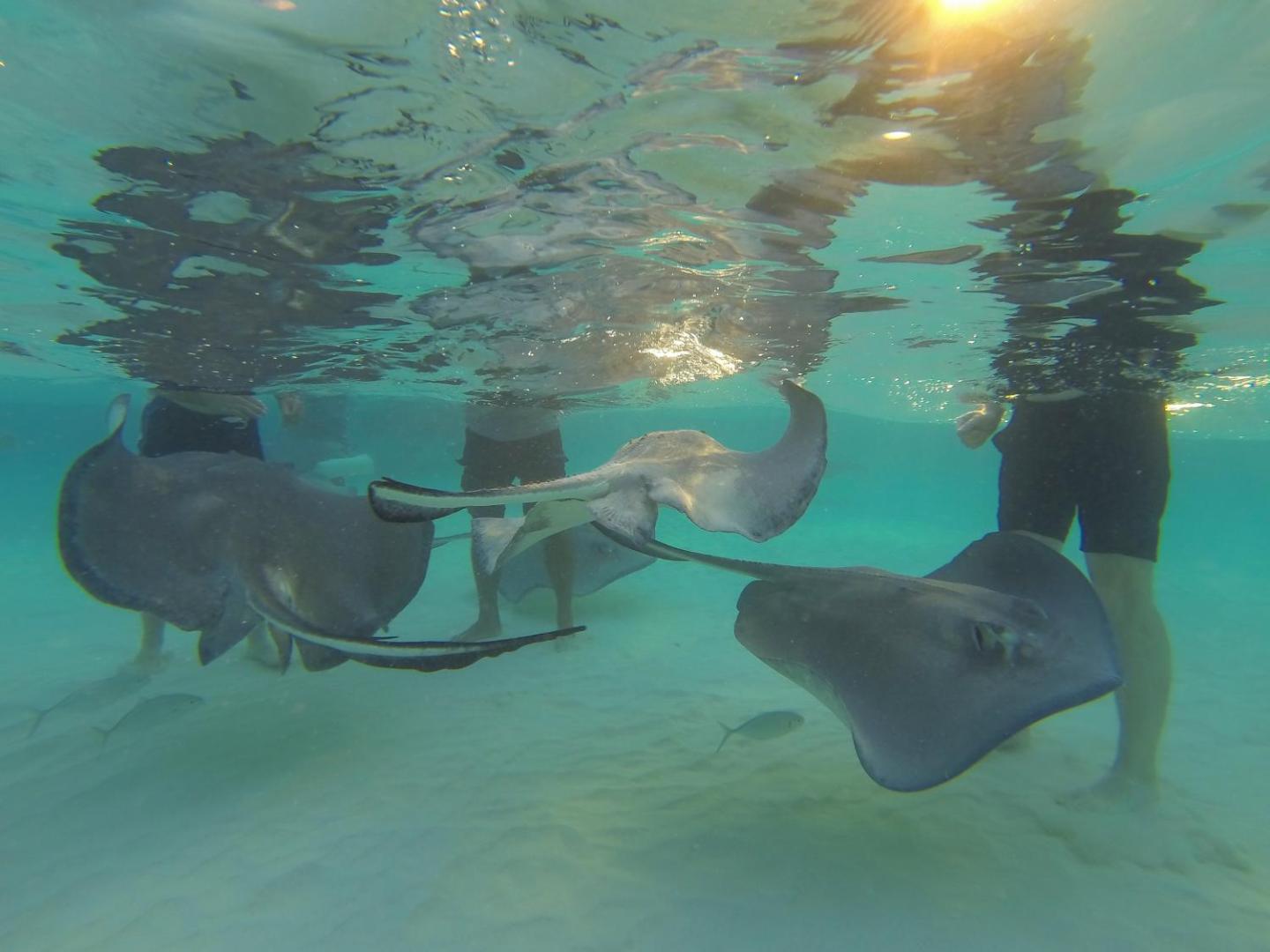 Wyndham Reef Resort Grand Cayman Wyndham Reef Resort Grand Cayman