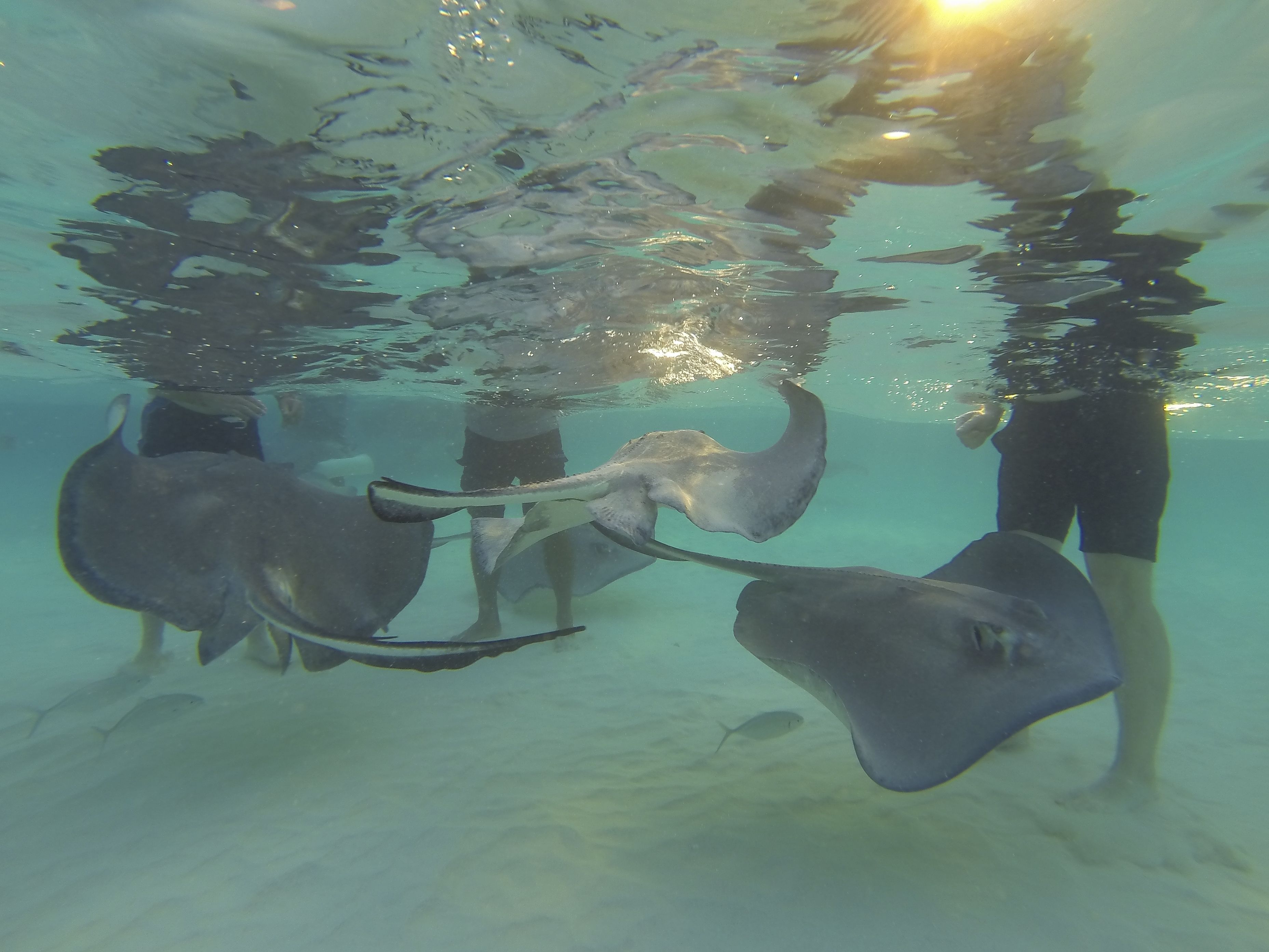 Wyndham Reef Resort Grand Cayman Wyndham Reef Resort Grand Cayman