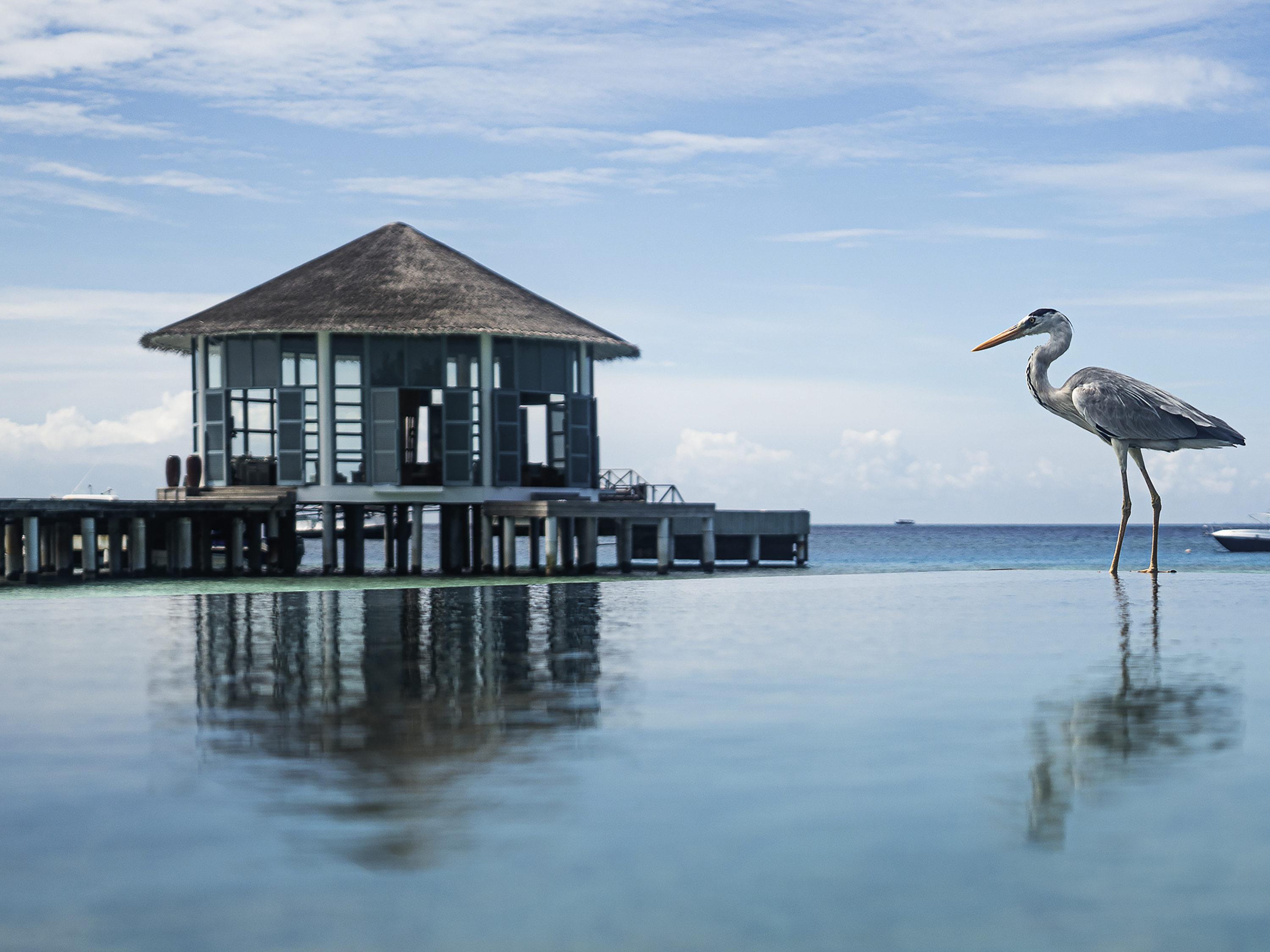 The Halcyon Private Isles Maldives, Autograph Collection The Halcyon Private Isles Maldives, Autograph Collection