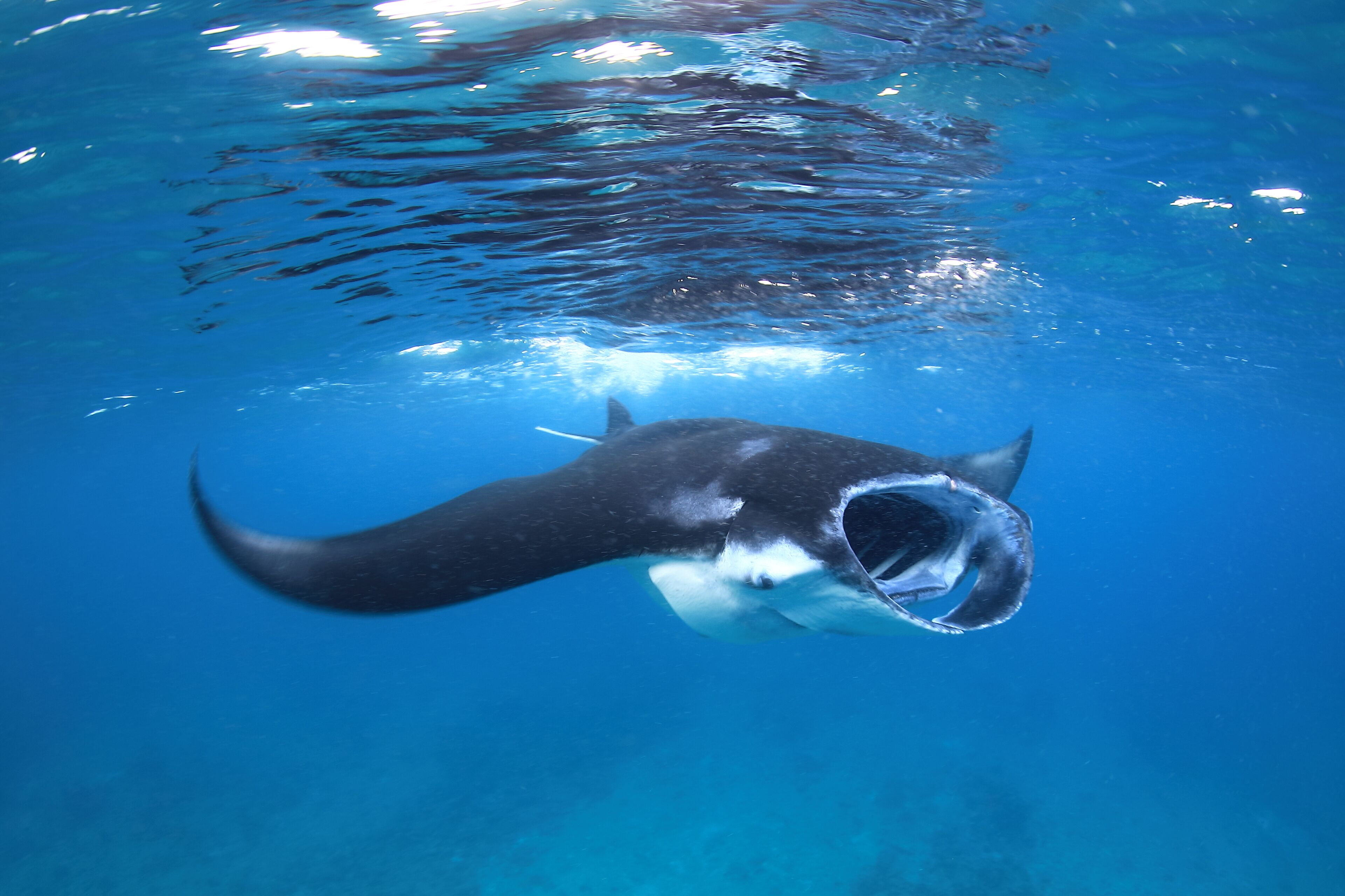 V Villas Maldives at Mirihi – MGallery Collection V Villas Maldives at Mirihi – MGallery Collection