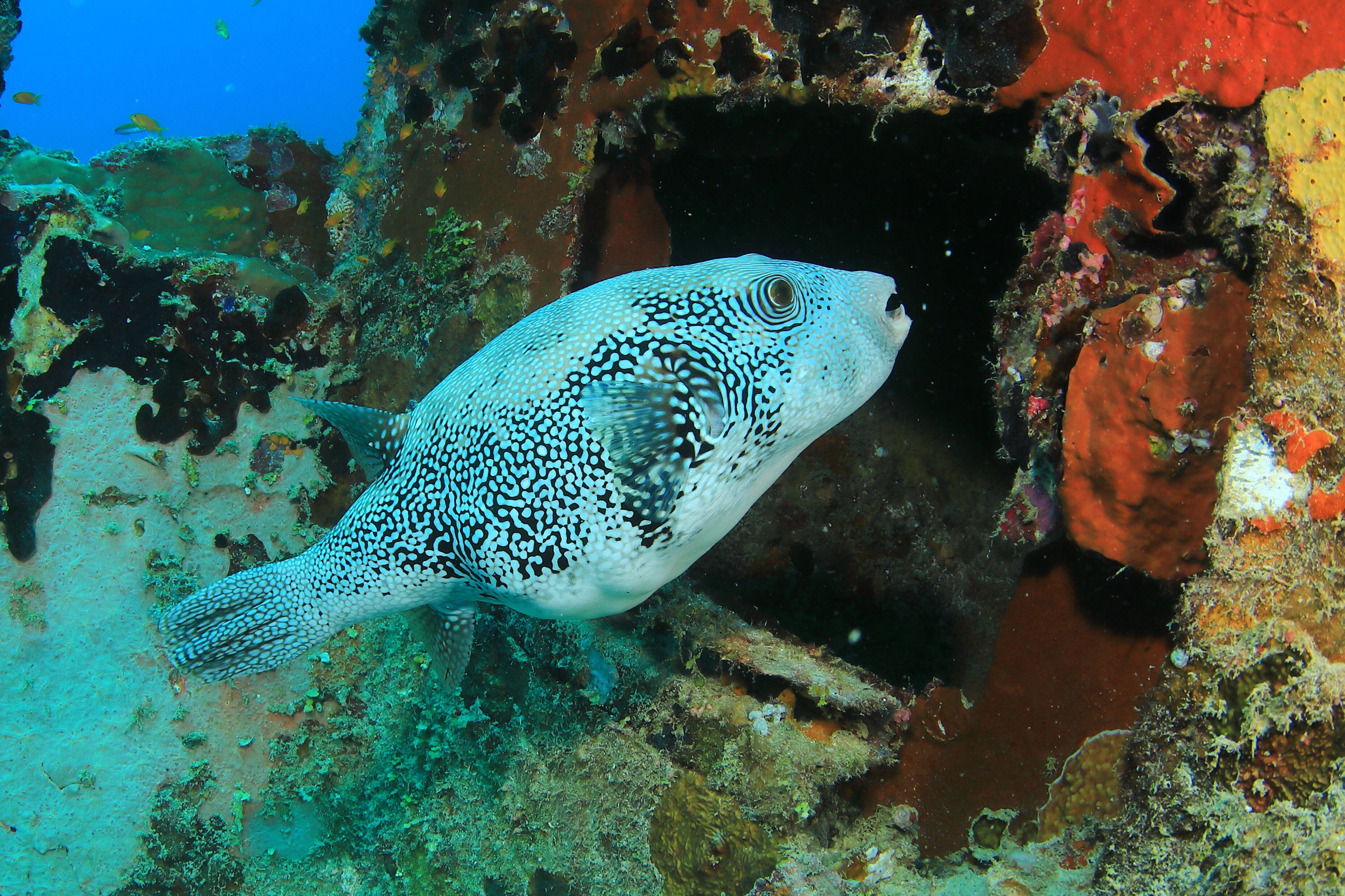 V Villas Maldives at Mirihi – MGallery Collection V Villas Maldives at Mirihi – MGallery Collection