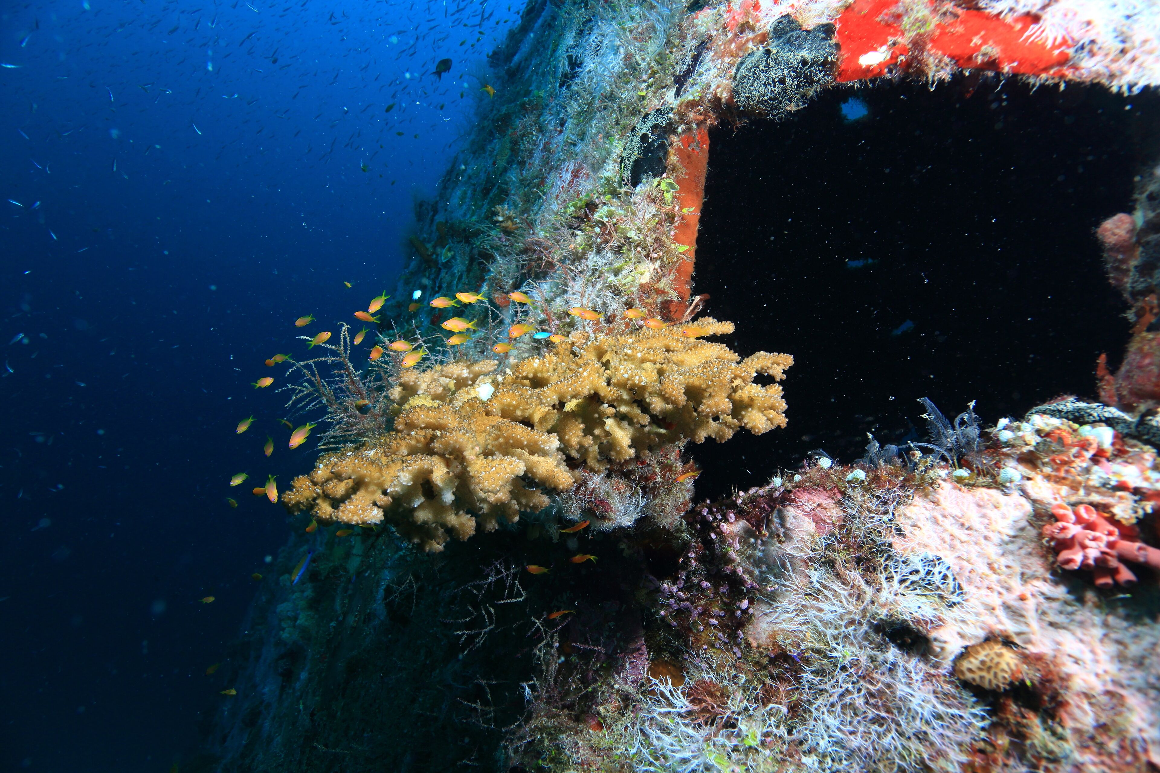 V Villas Maldives at Mirihi – MGallery Collection V Villas Maldives at Mirihi – MGallery Collection