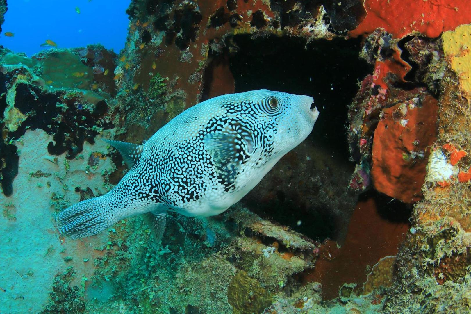 V Villas Maldives at Mirihi – MGallery Collection V Villas Maldives at Mirihi – MGallery Collection