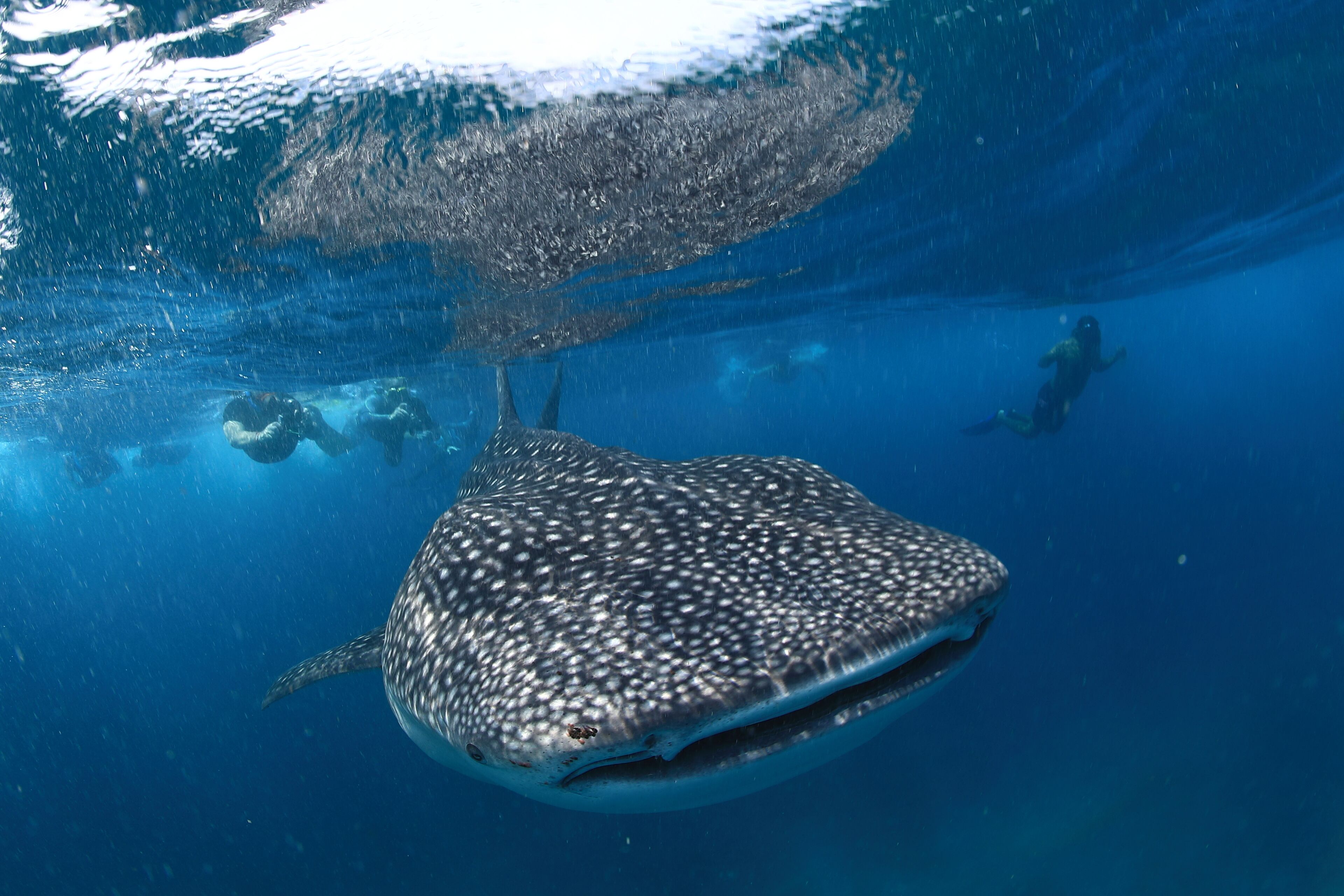 V Villas Maldives at Mirihi – MGallery Collection V Villas Maldives at Mirihi – MGallery Collection