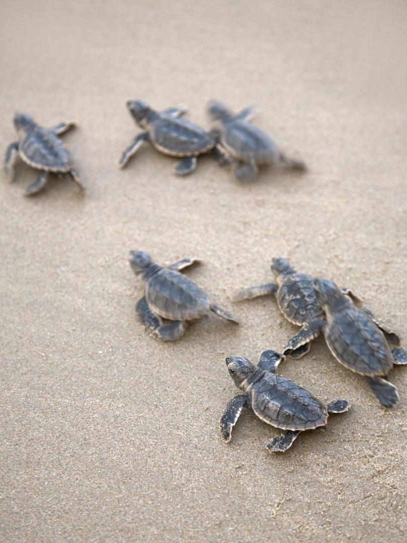 Hilton Muscat Al Bandar