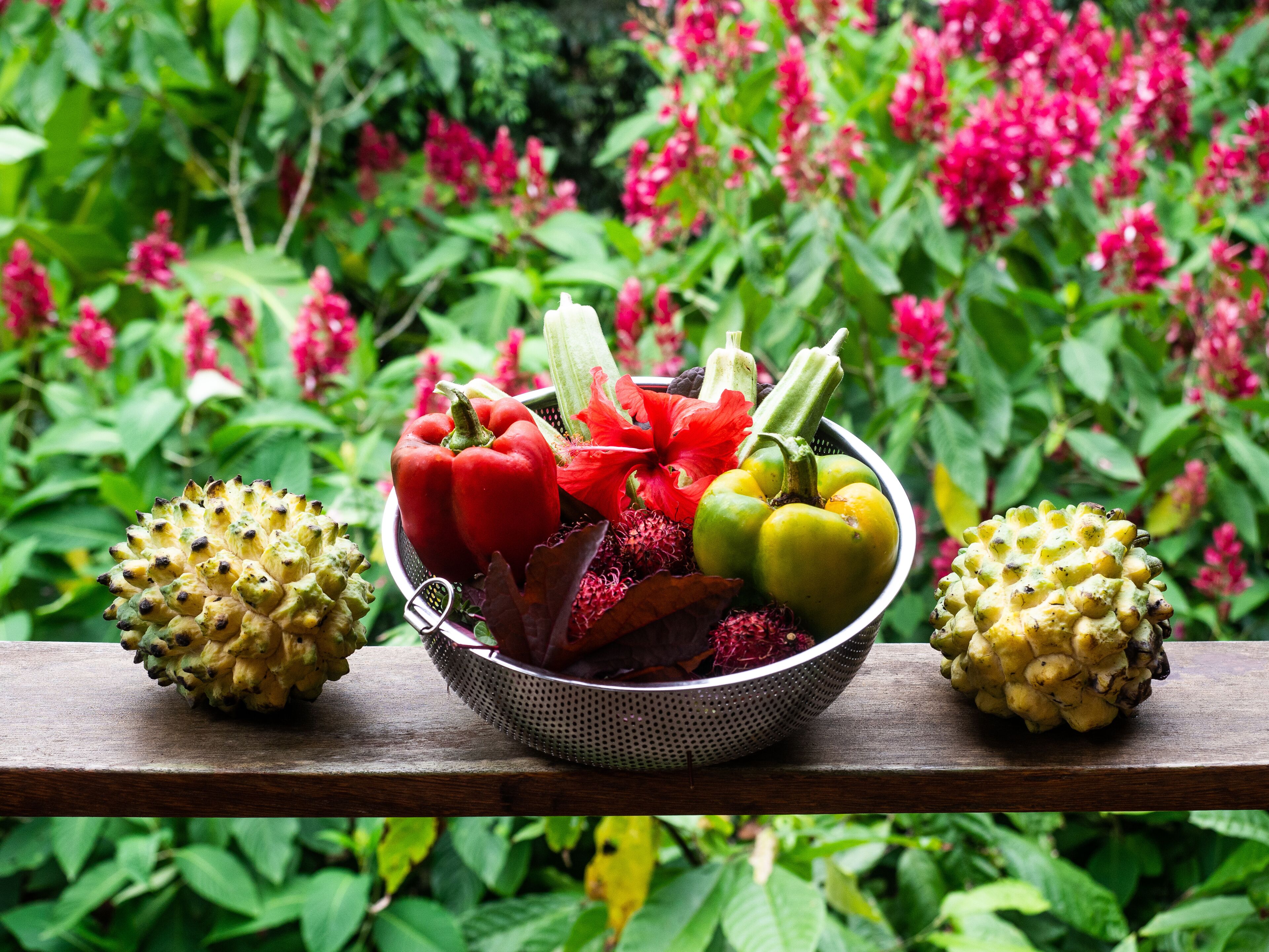 La Loma Jungle Lodge & Chocolate Farm