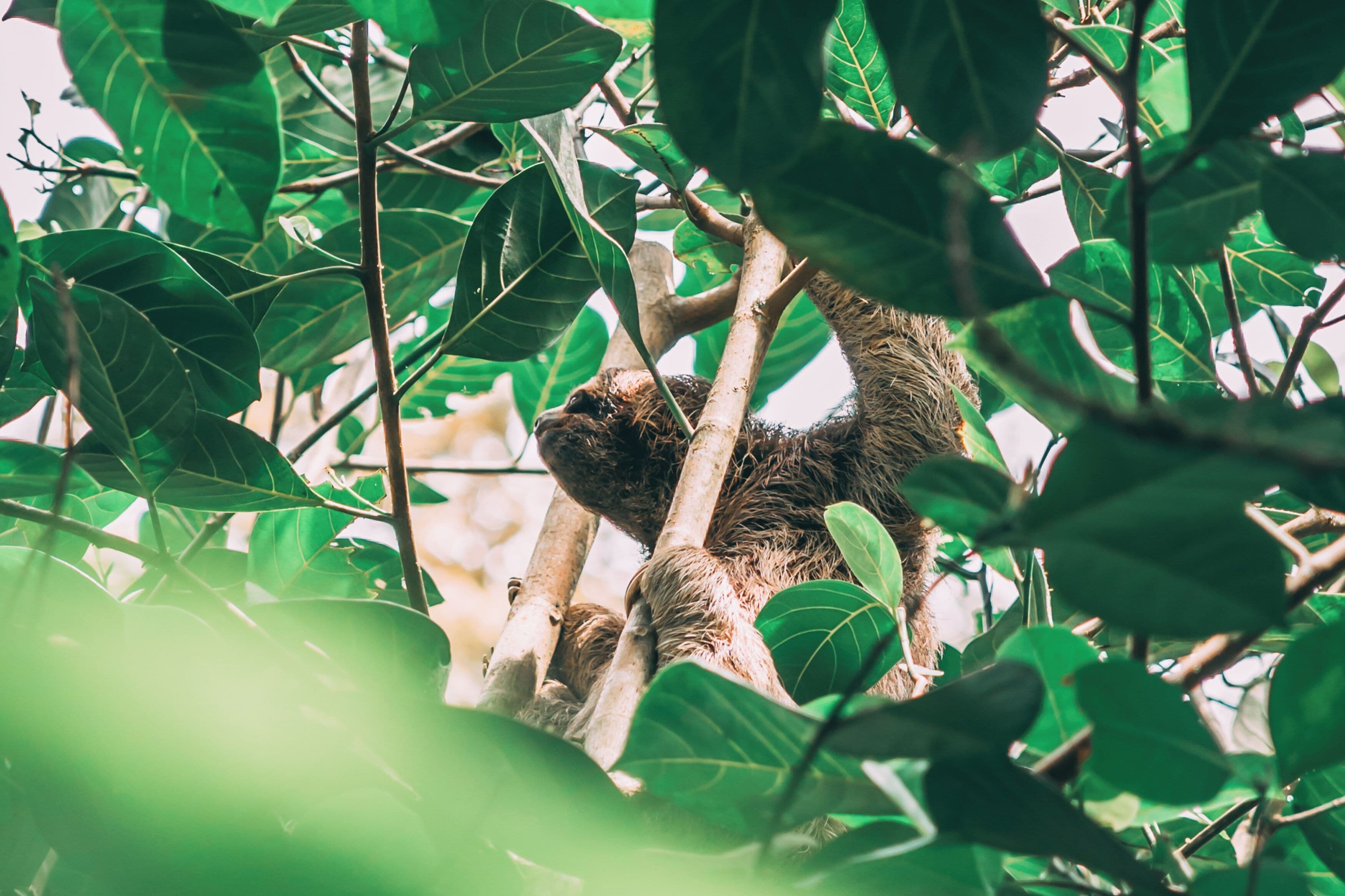 La Loma Jungle Lodge & Chocolate Farm