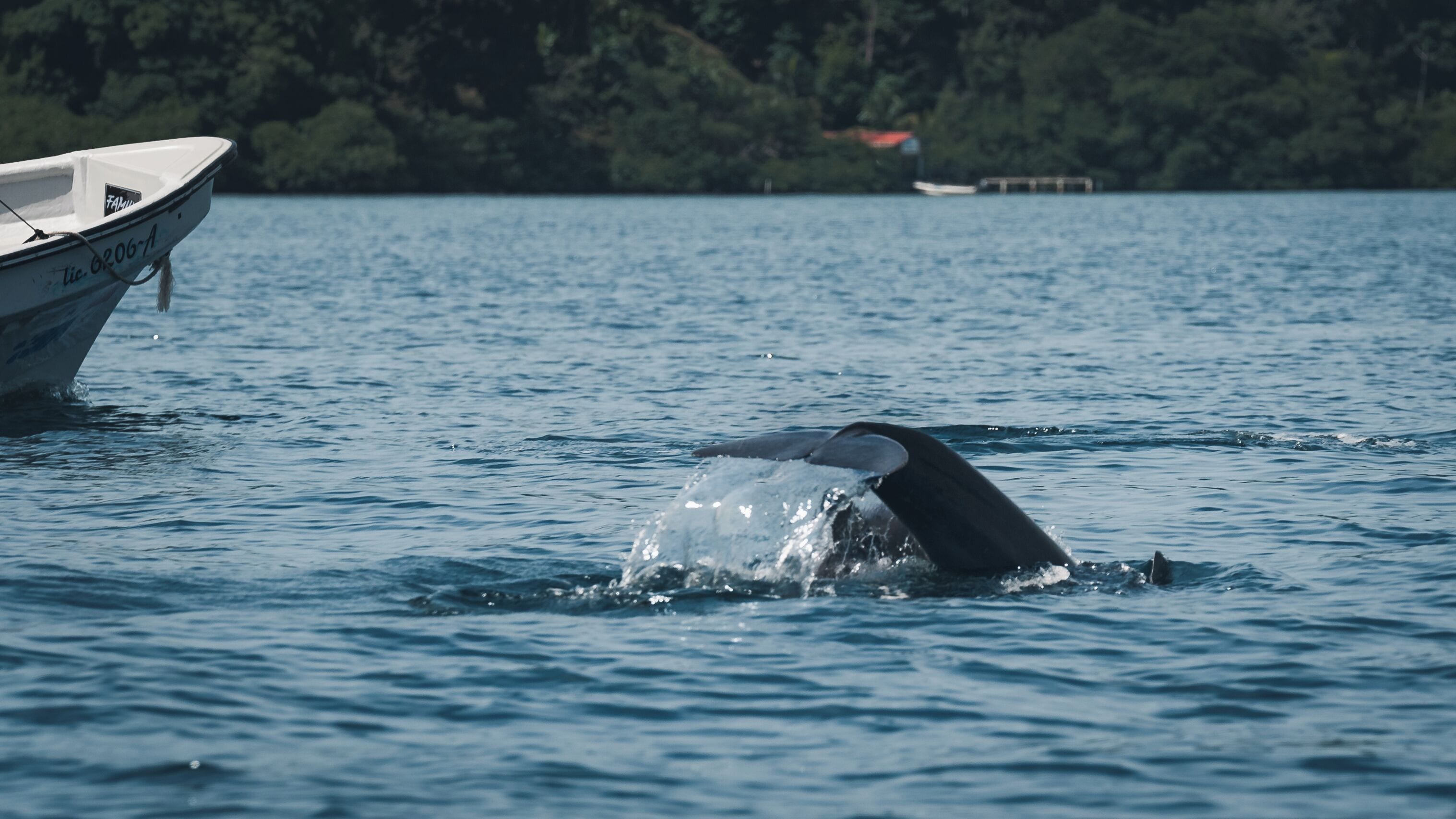 Palmar Beach Lodge Palmar Beach Lodge