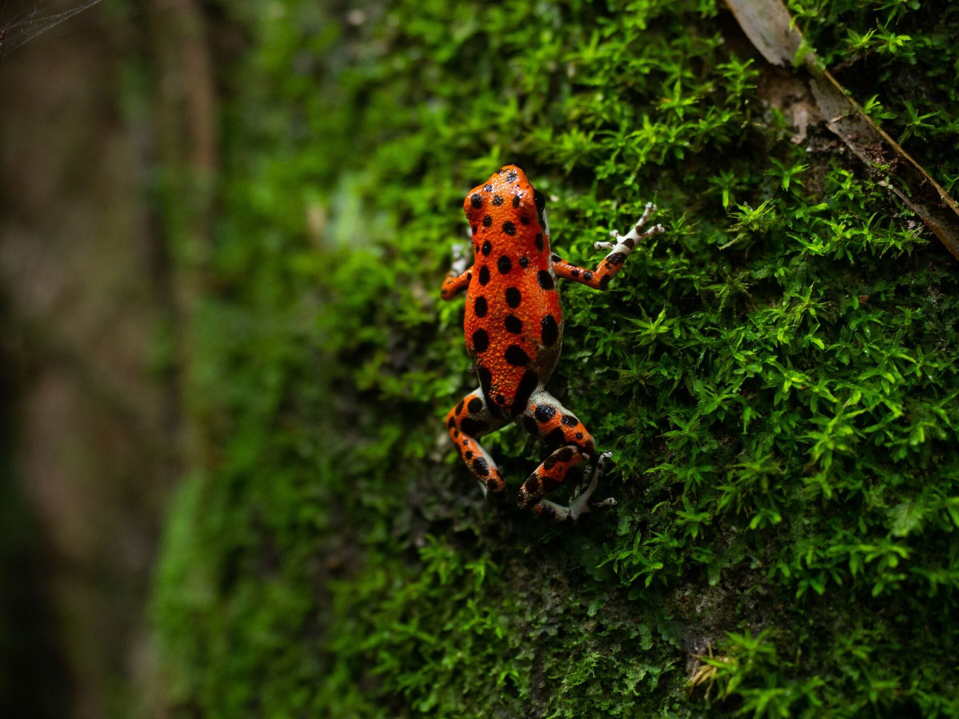 Palmar Beach Lodge Palmar Beach Lodge