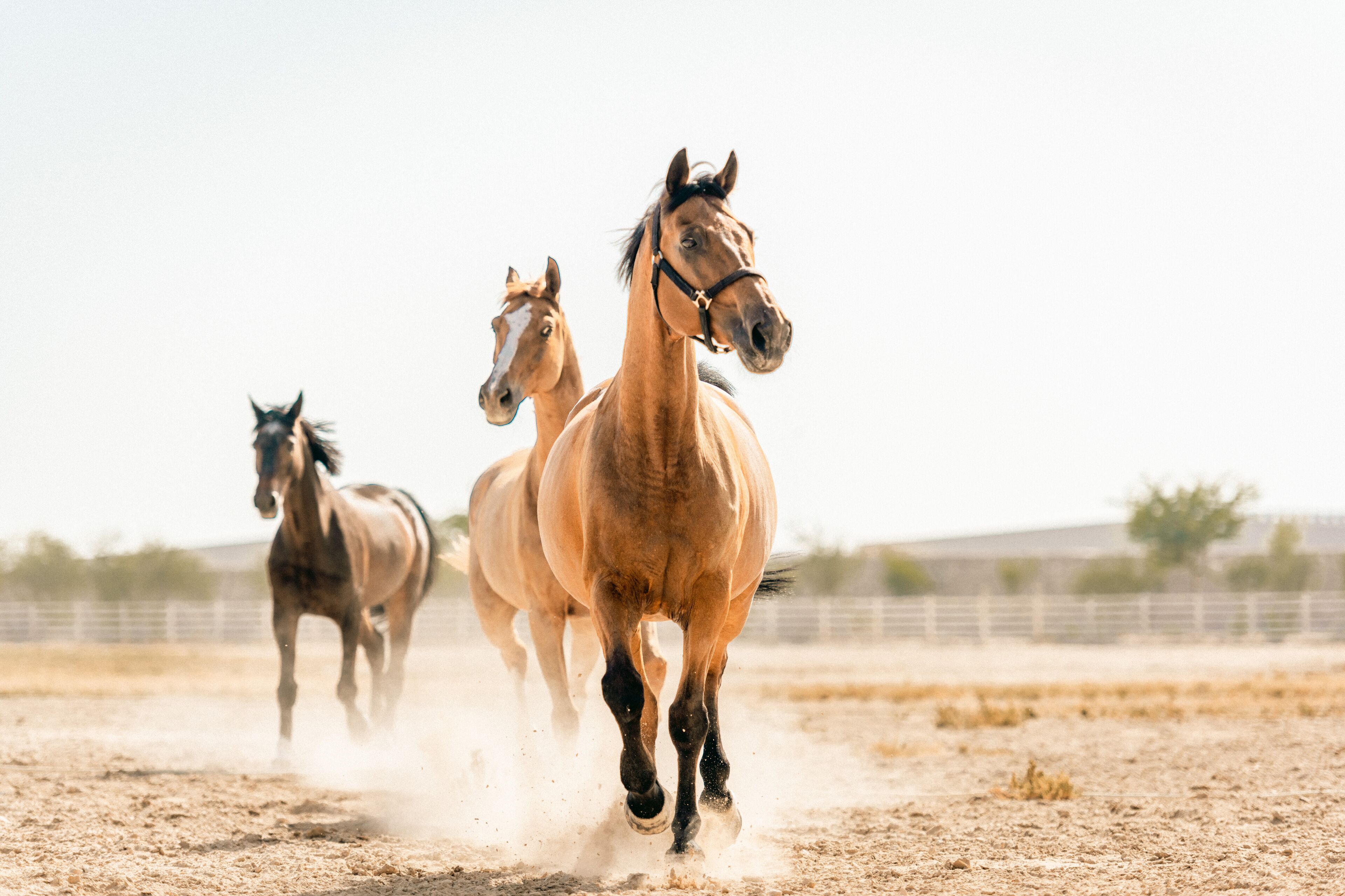 Al Samriya Autograph Collection