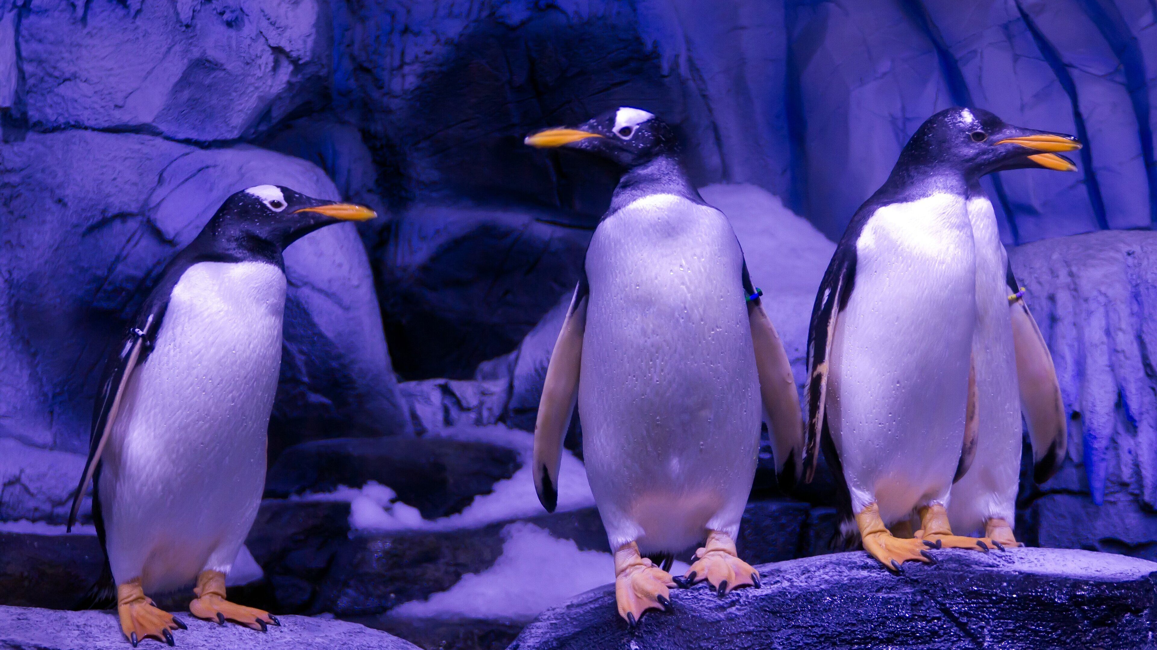 Crowne Plaza Istanbul Florya