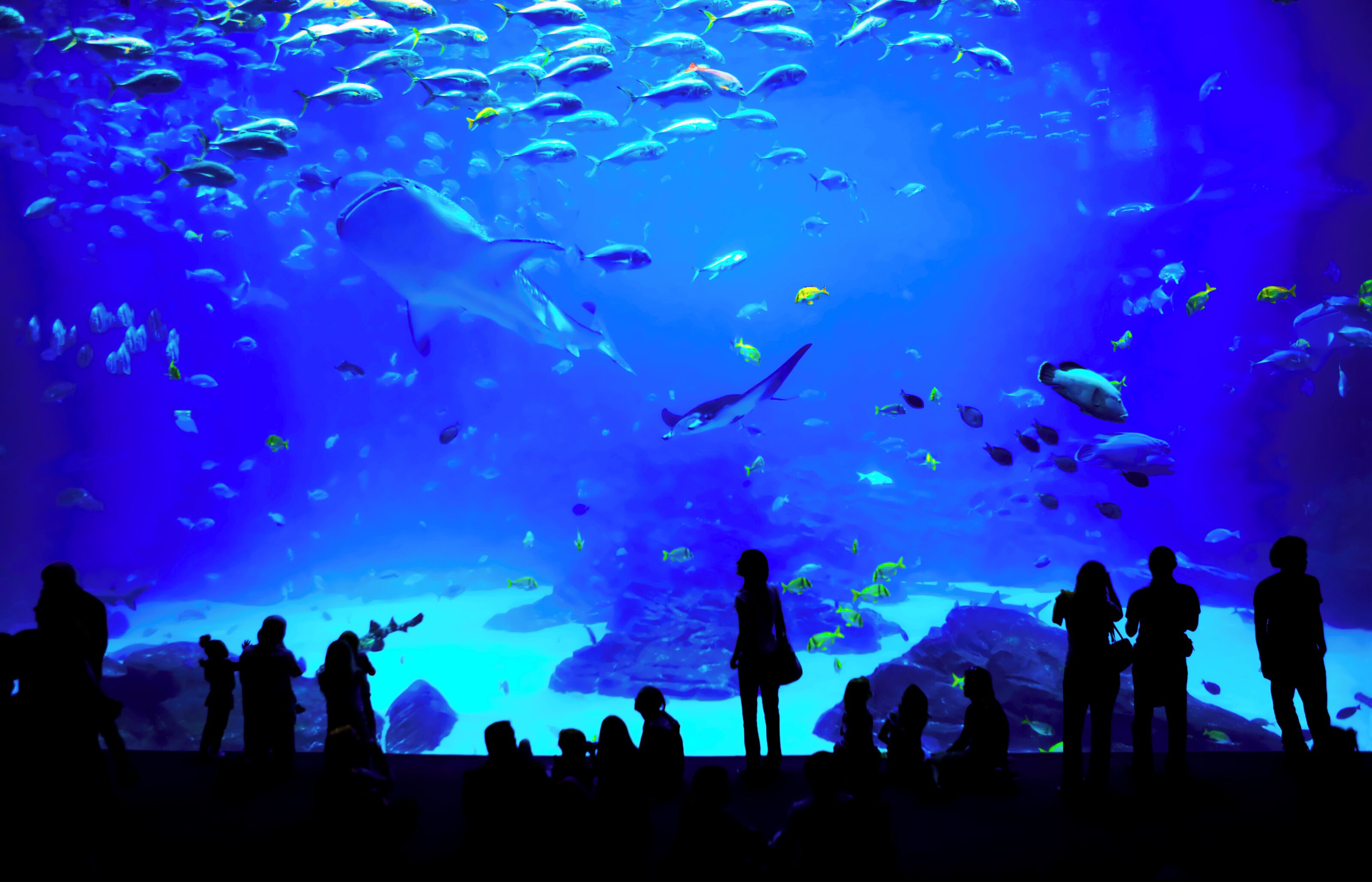 Signia by Hilton Atlanta Georgia World Congress Center Signia by Hilton Atlanta Georgia World Congress Center