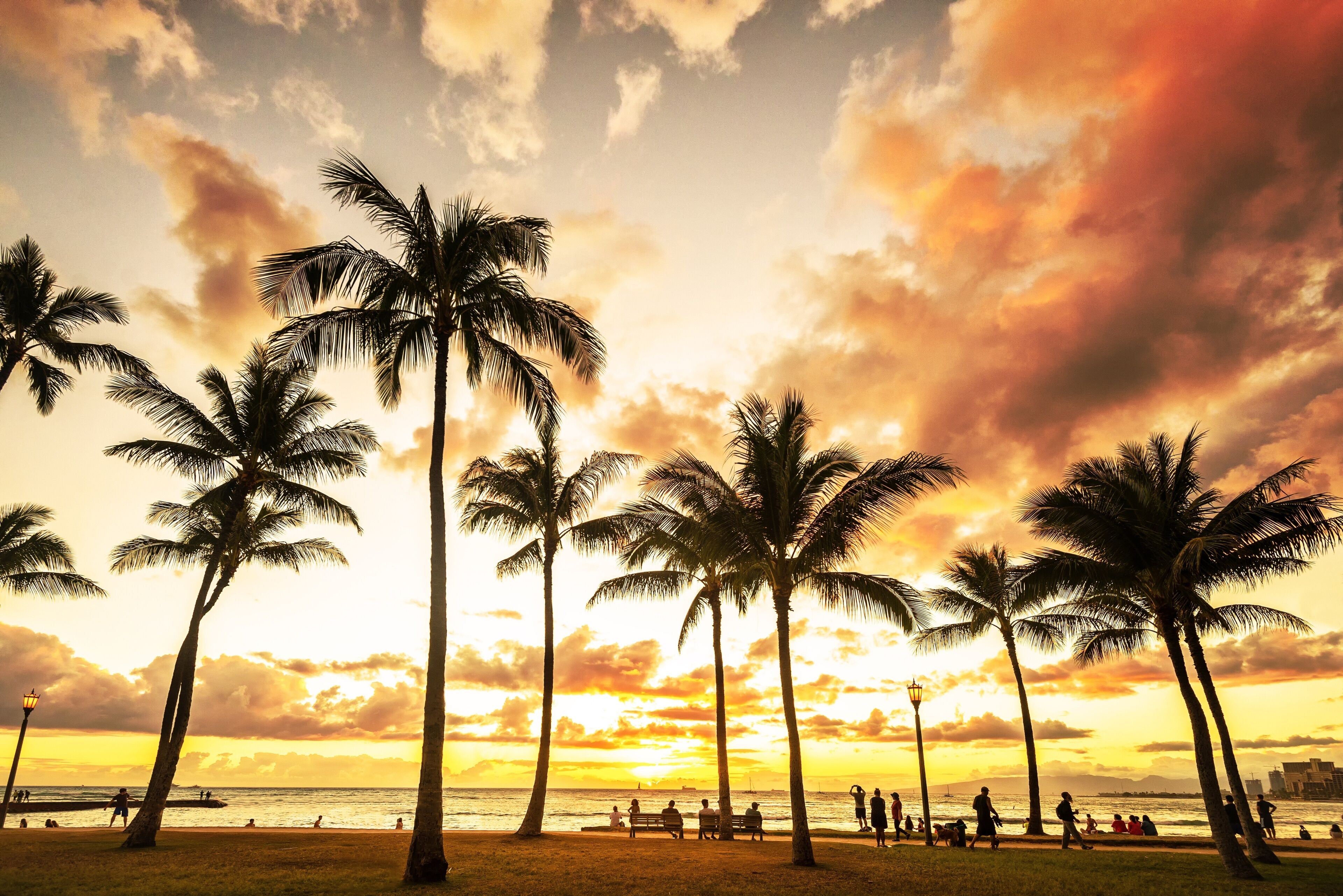 Palms by RedAwning Palms by RedAwning