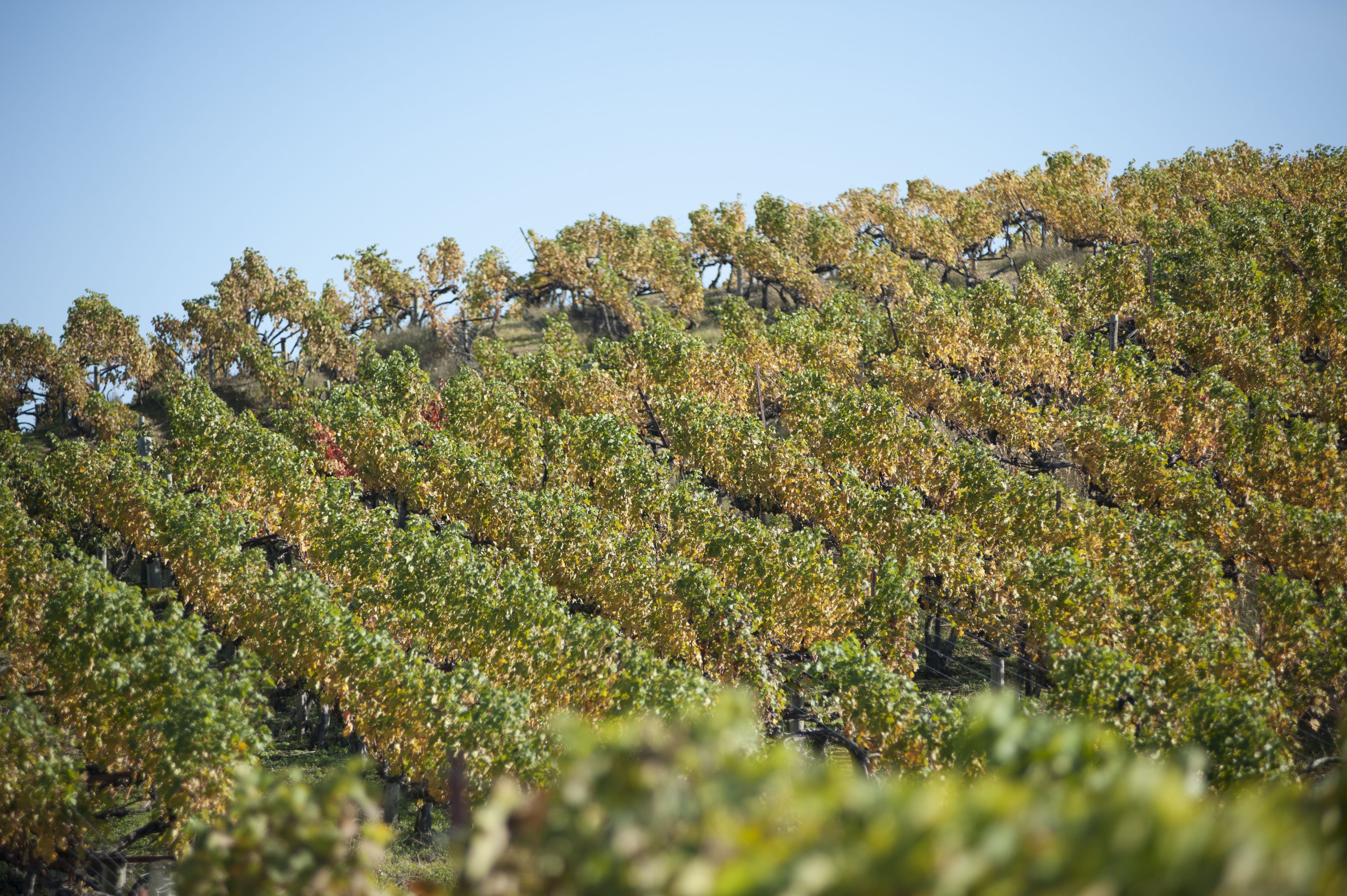 Hampton Inn & Suites Roanoke Airport Hampton Inn & Suites Roanoke Airport